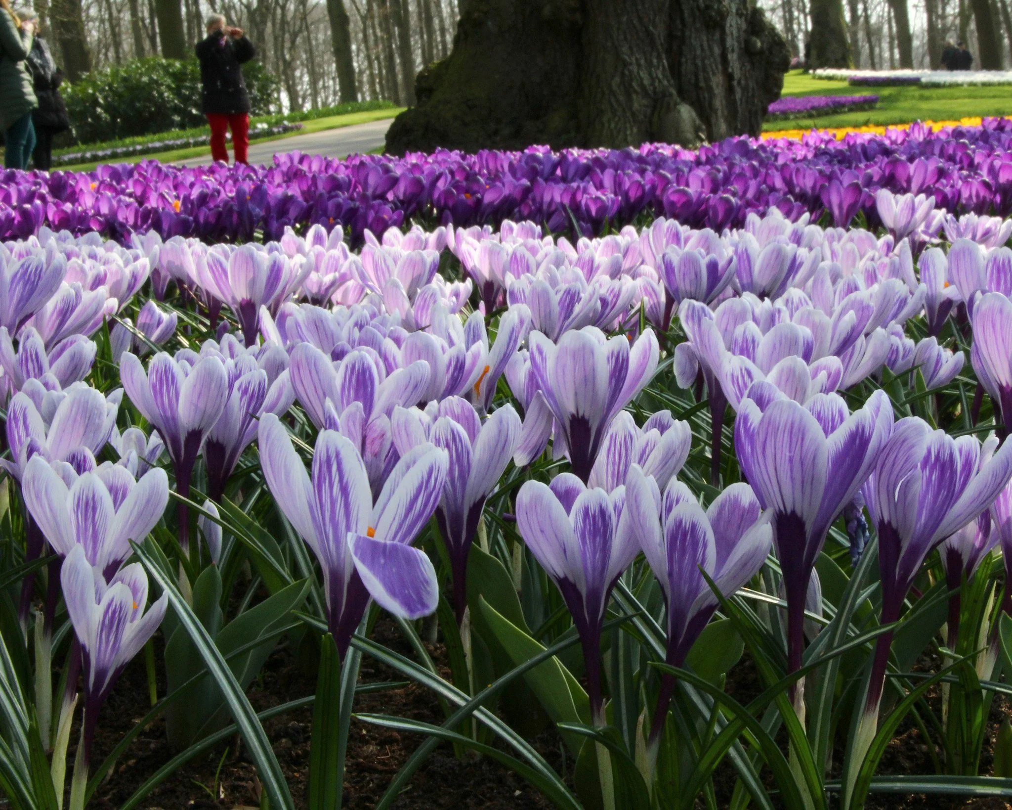 Crocus 'Pickwick' - Image 6