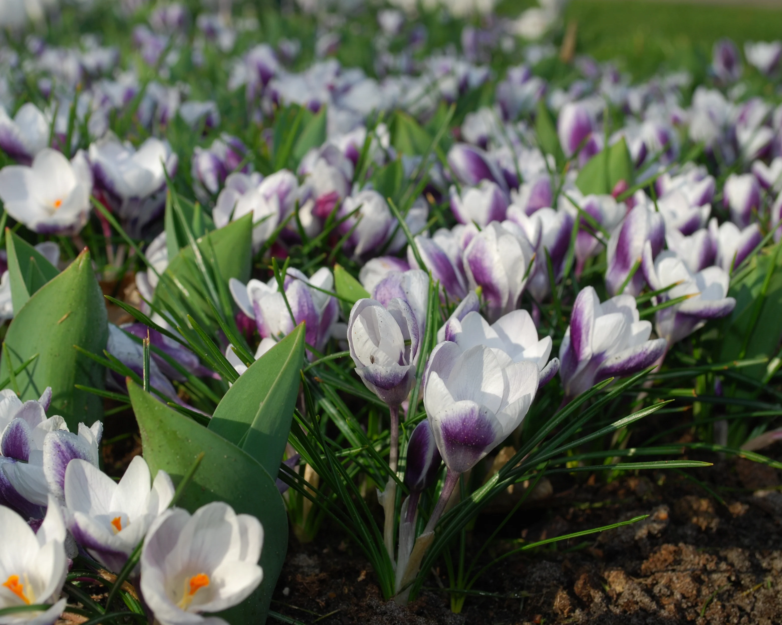Crocus 'Prins Claus' - Image 4
