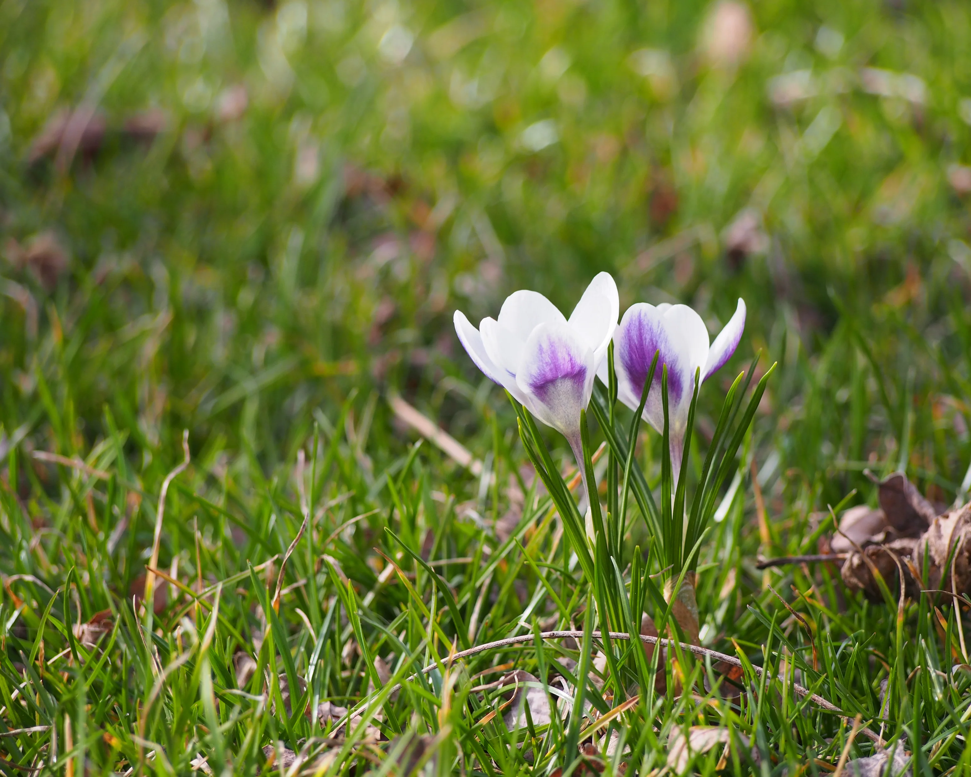 Crocus 'Prins Claus' - Image 5