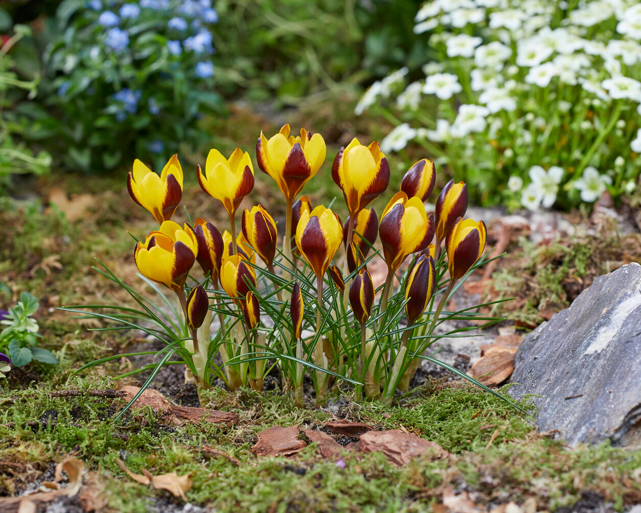 Crocus 'Queen Bee' - Image 2