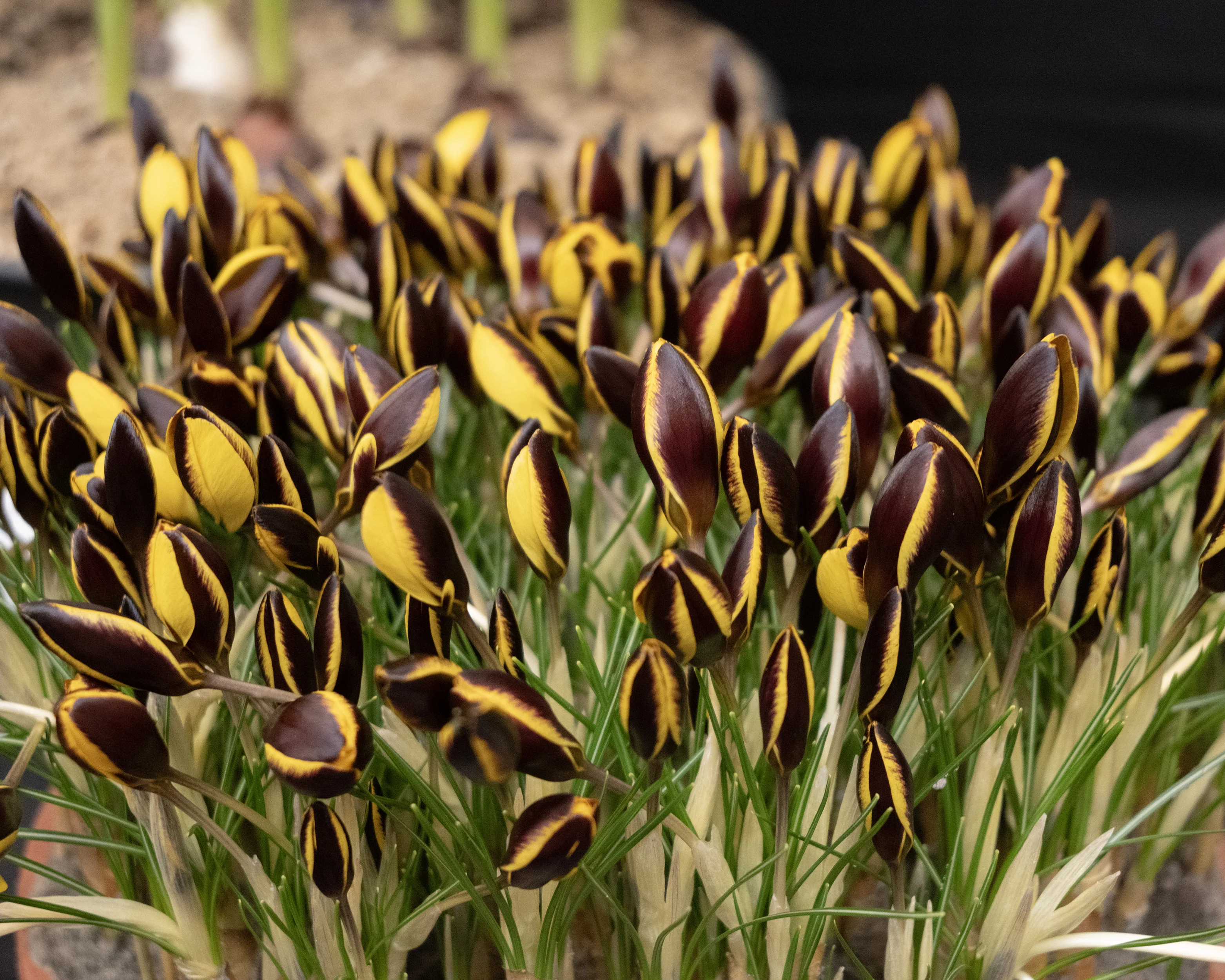 Crocus 'Queen Bee' - Image 3