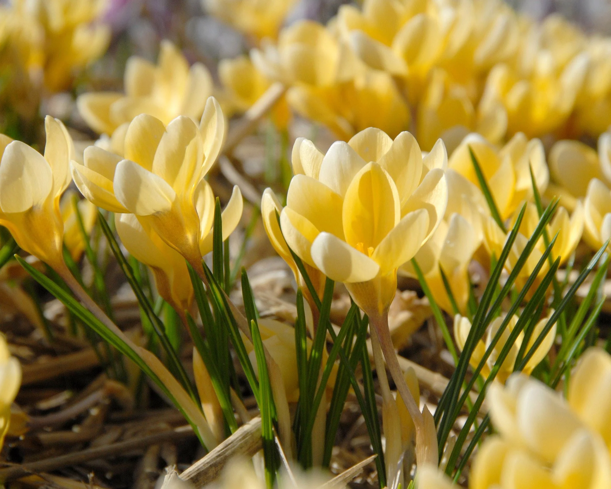 Crocus 'Romance' - Image 3