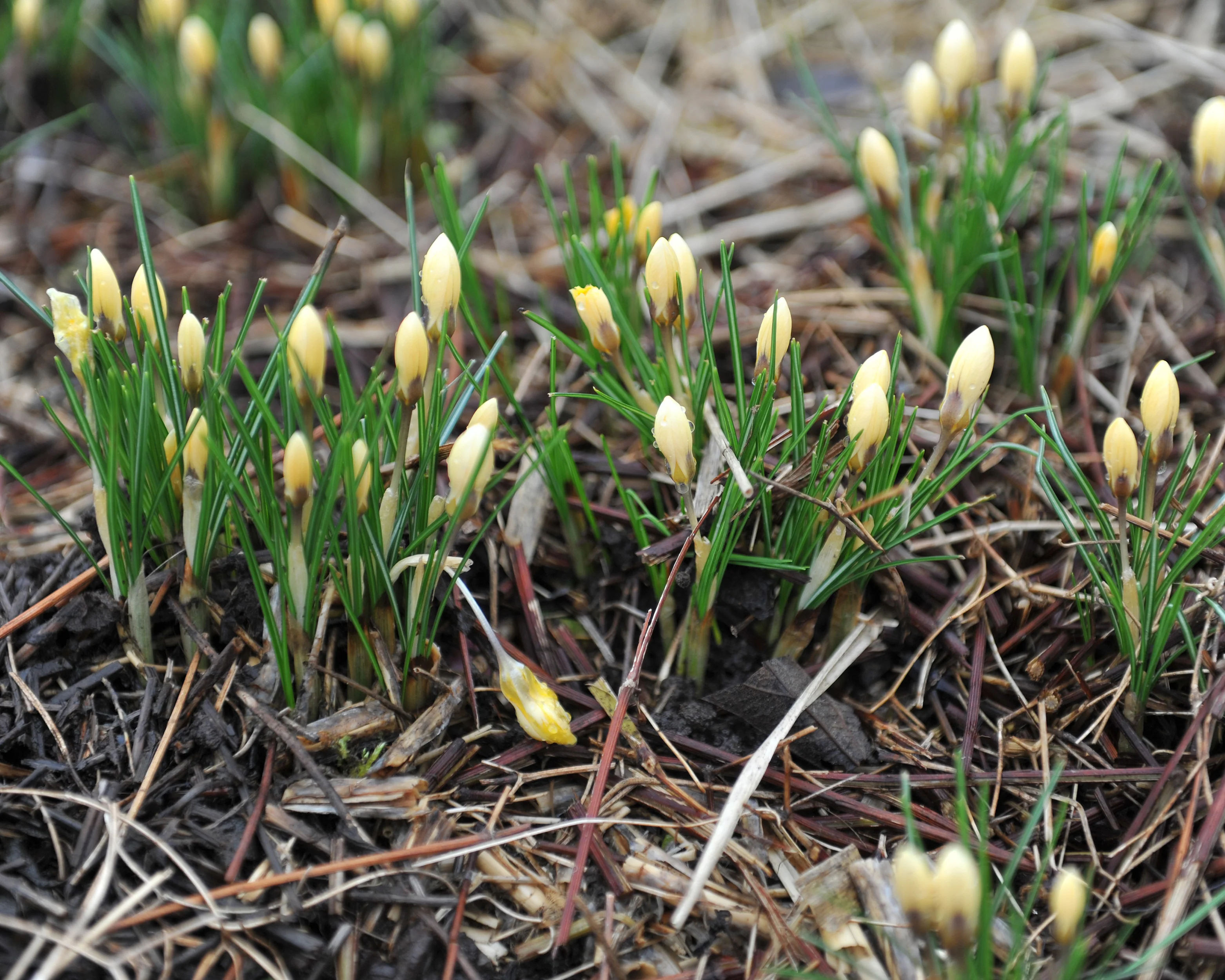 Crocus 'Romance' - Image 7