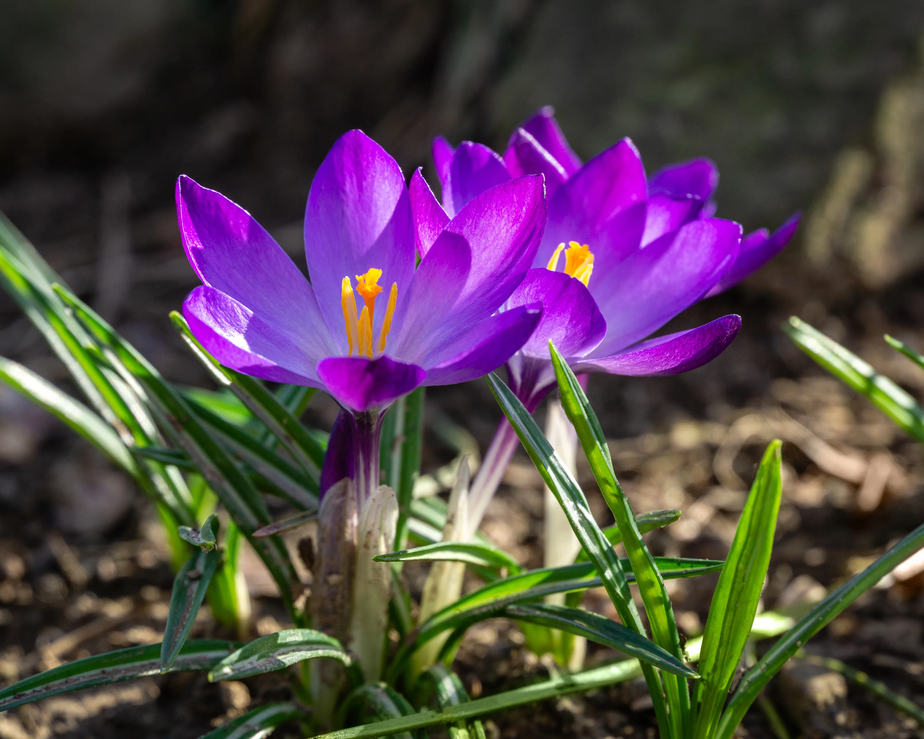 Crocus 'Ruby Giant' - Image 10