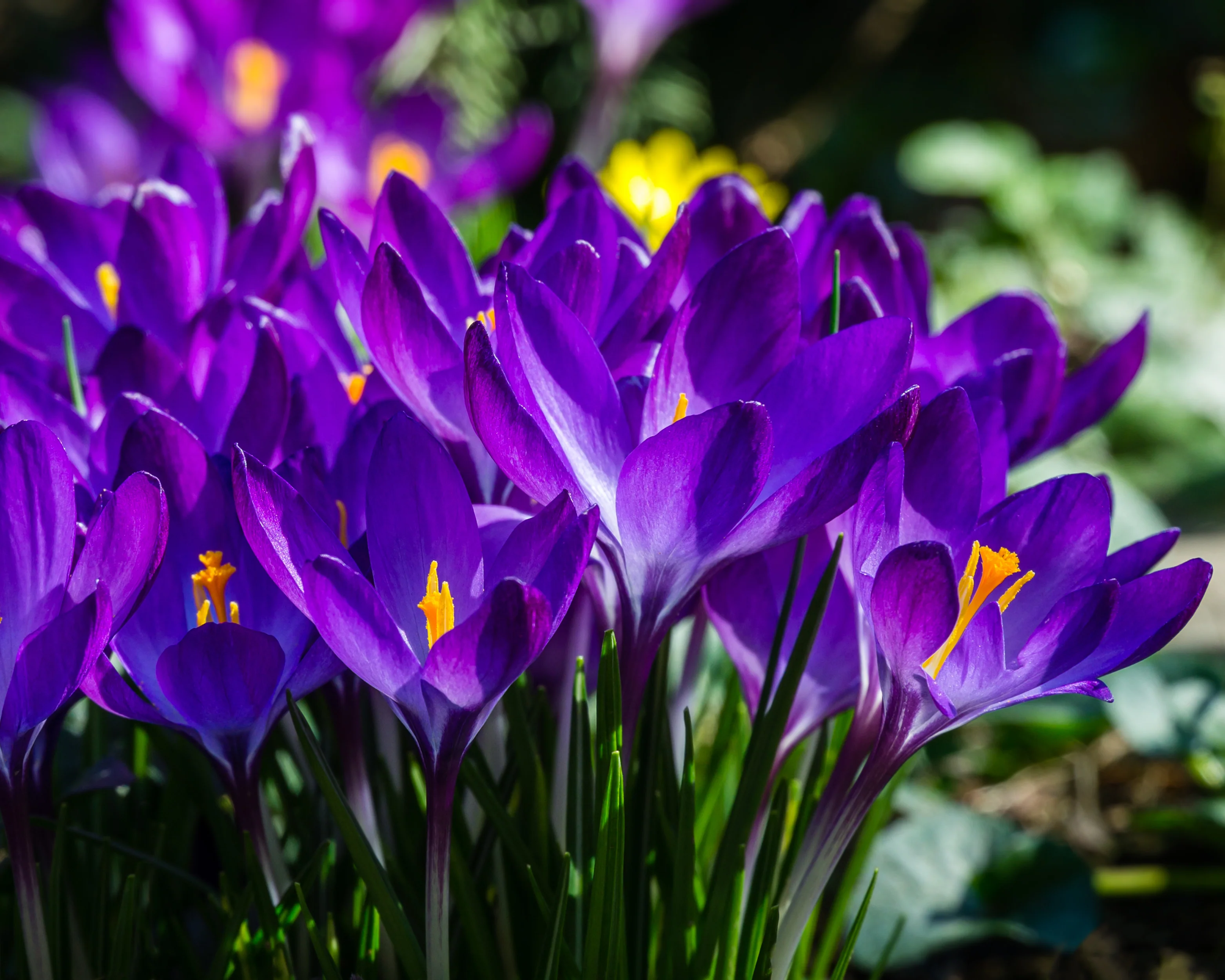 Crocus 'Ruby Giant' - Image 5