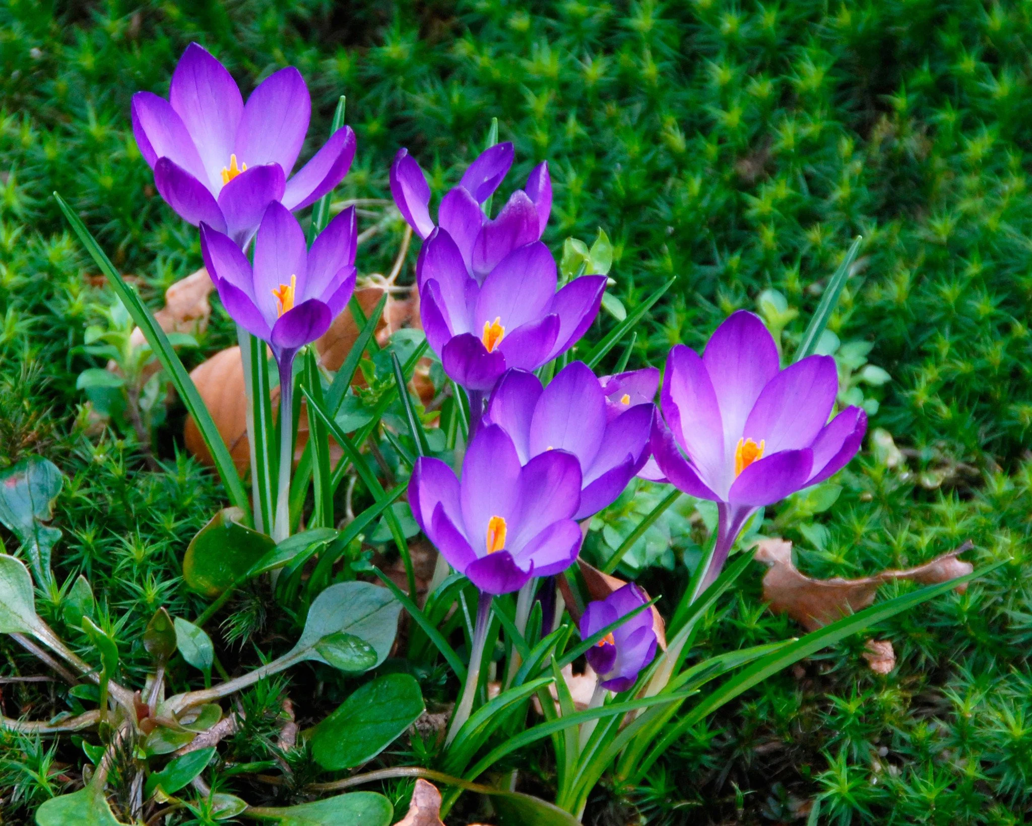 Crocus 'Ruby Giant' - Image 6