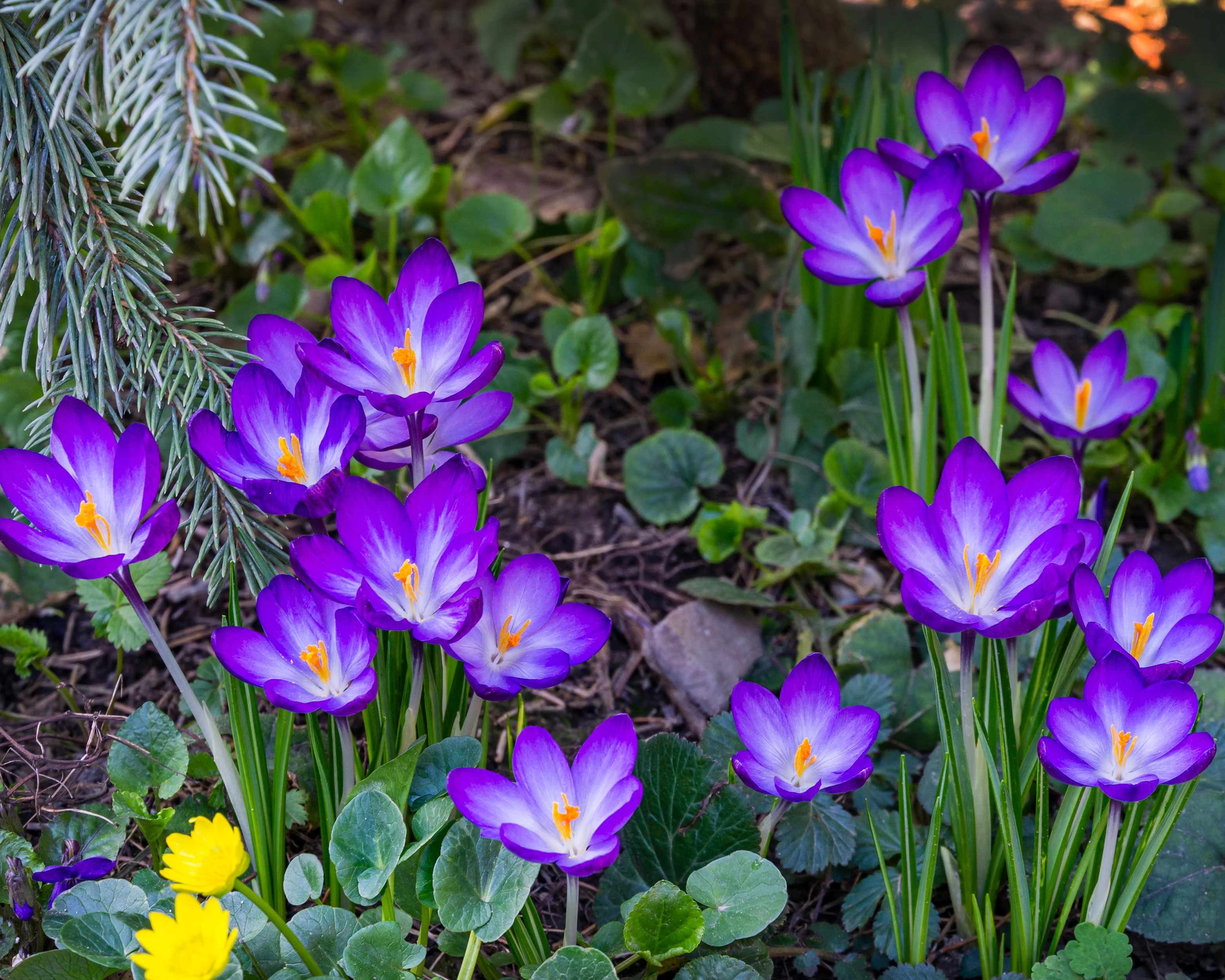 Crocus 'Ruby Giant' - Image 9