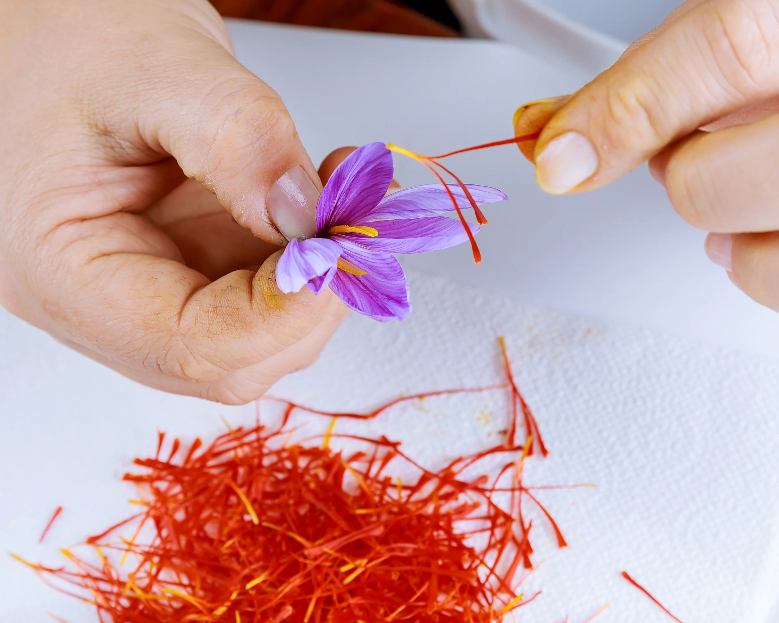 Crocus sativus - Image 3