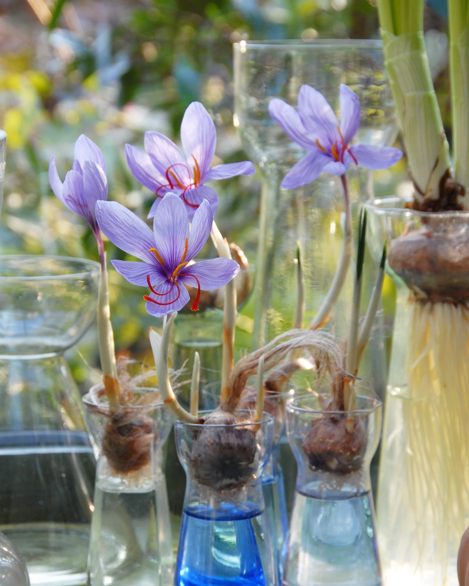 Crocus sativus - Image 9