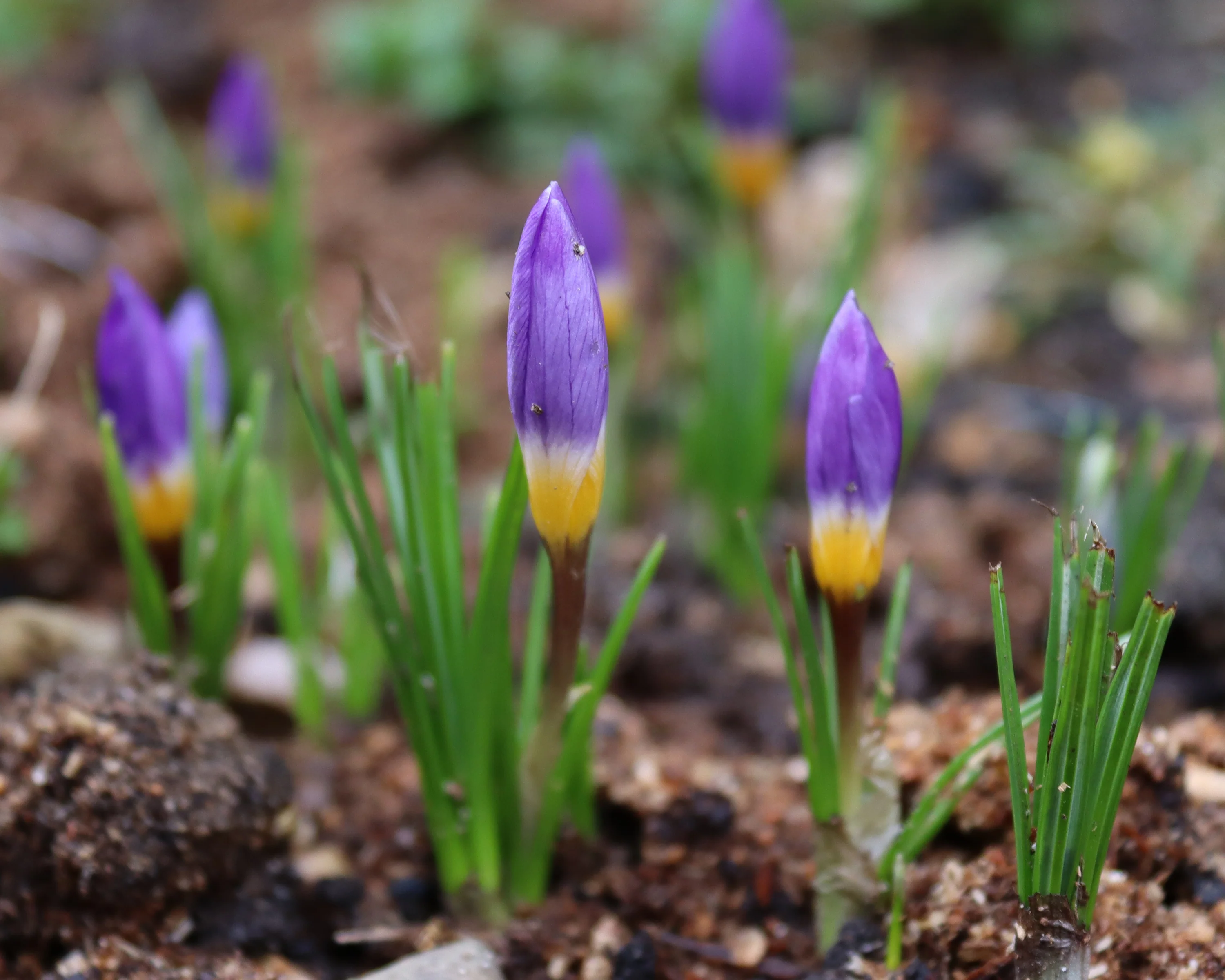 Crocus sieberi 'Tricolor' - Image 3