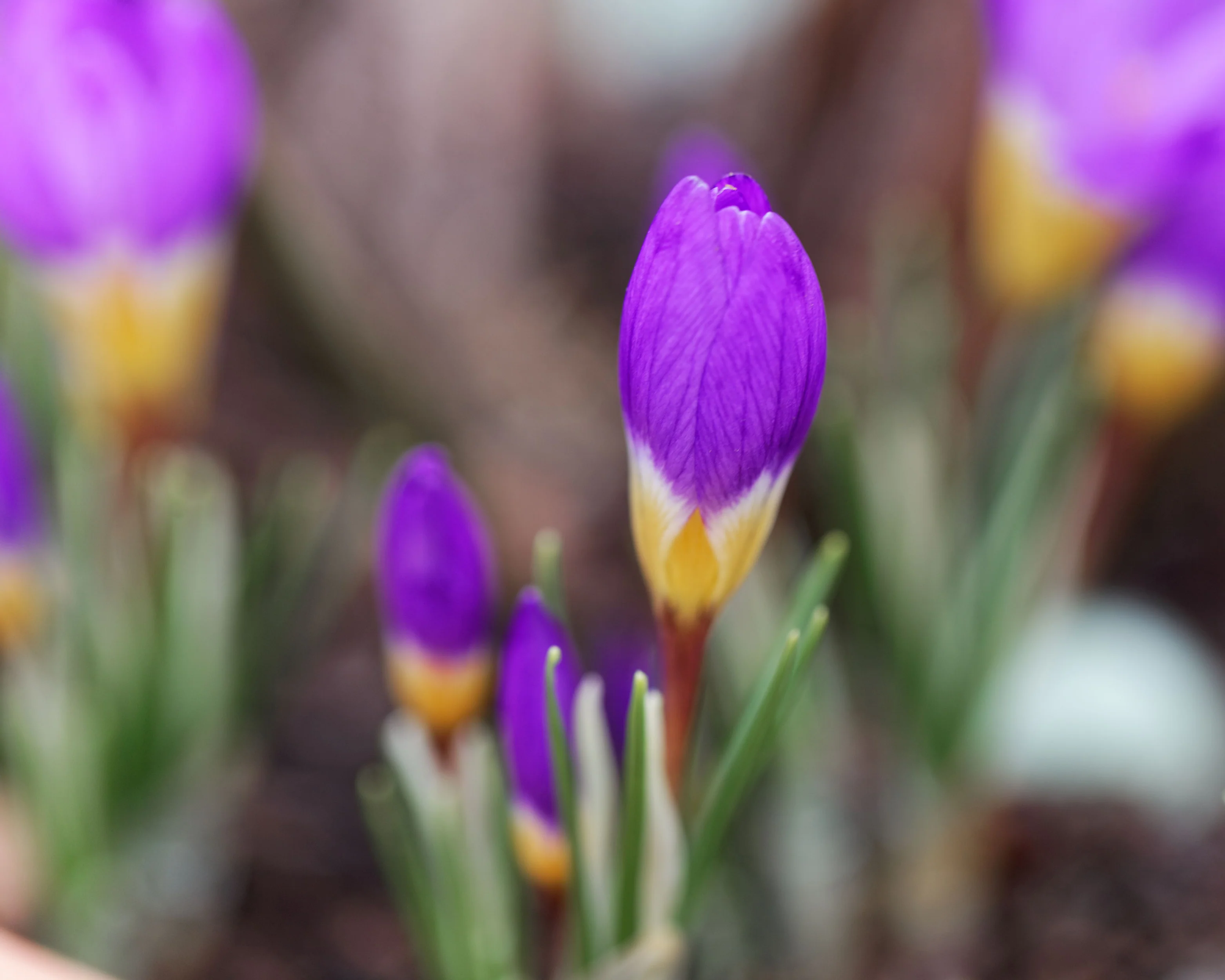 Crocus sieberi 'Tricolor' - Image 4