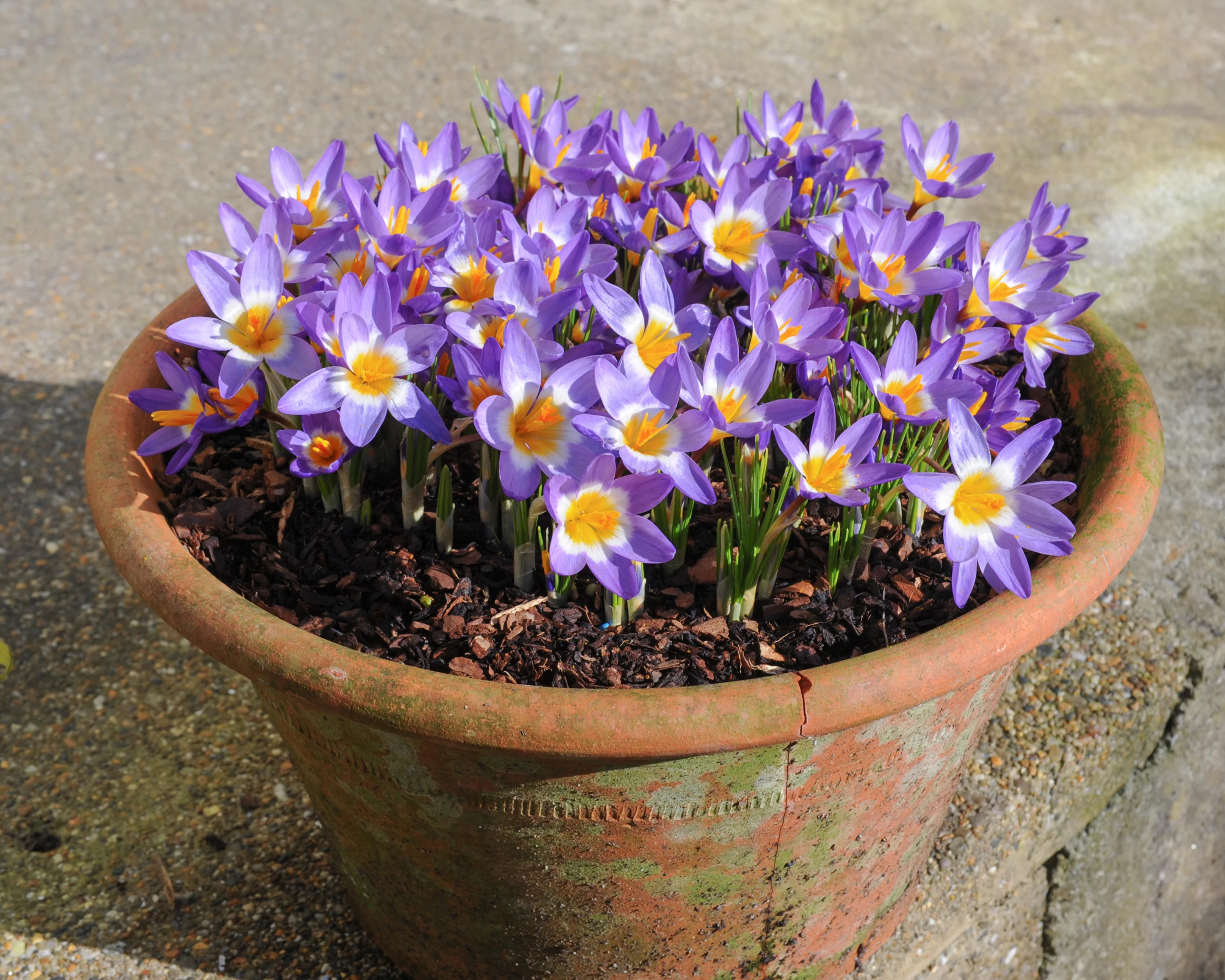 Crocus sieberi 'Tricolor' - Image 5