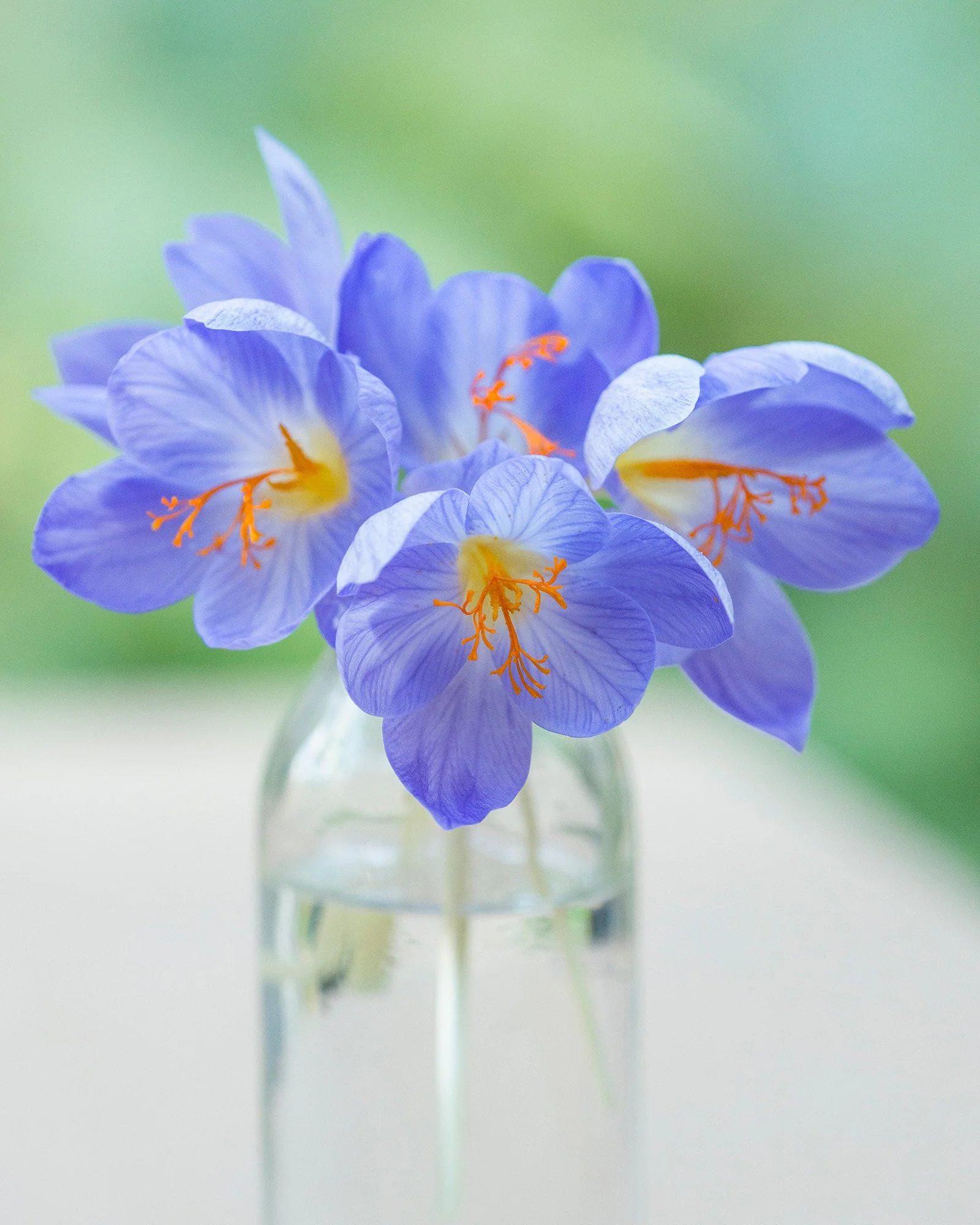 Crocus speciosus - Image 3