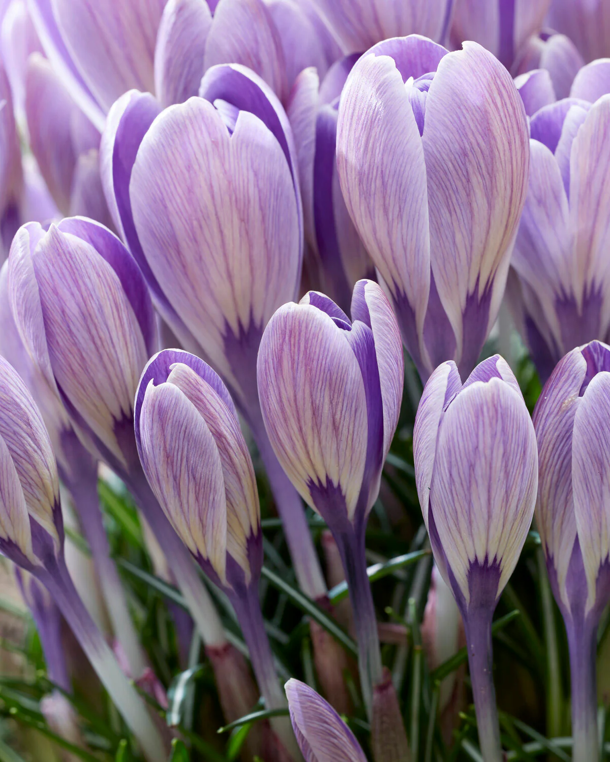 Crocus 'Striped Bird' - Image 4