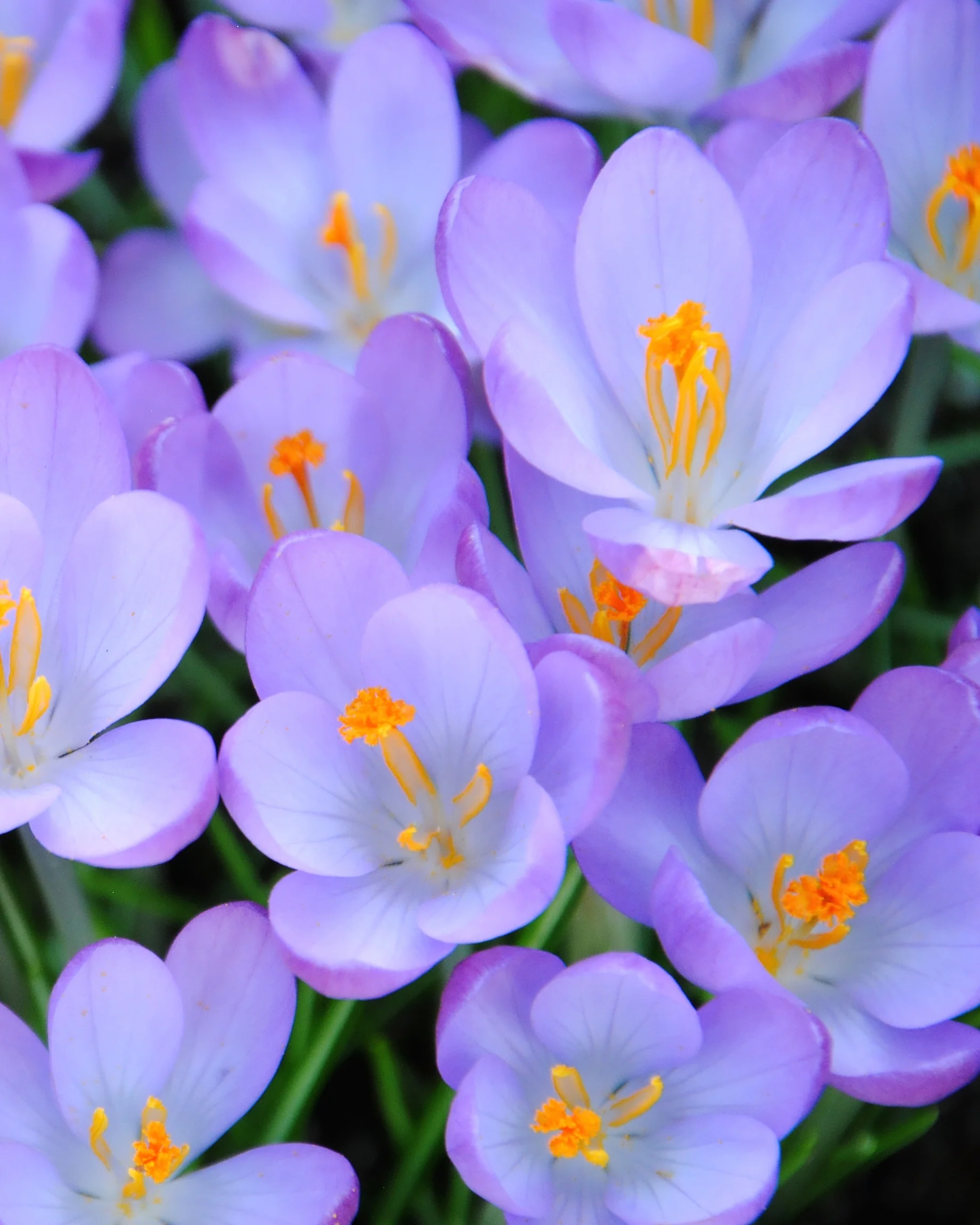 Crocus tommasinianus - Image 2