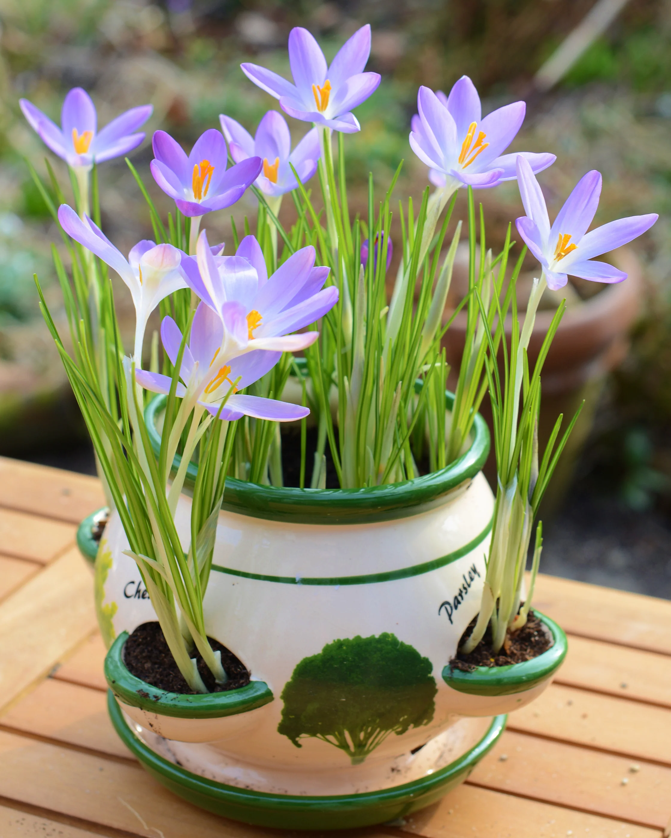 Crocus tommasinianus - Image 4