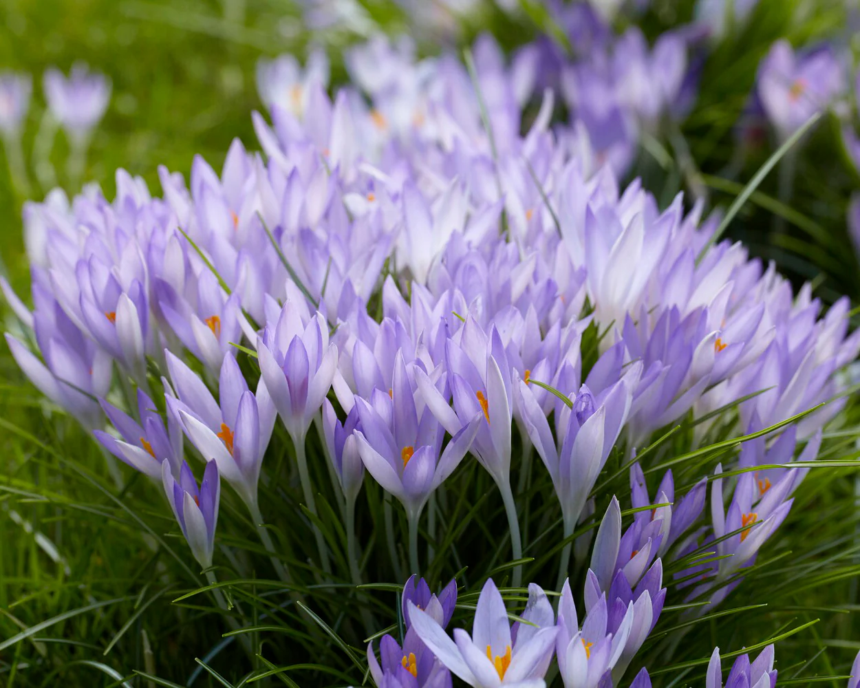 Crocus tommasinianus - Image 5