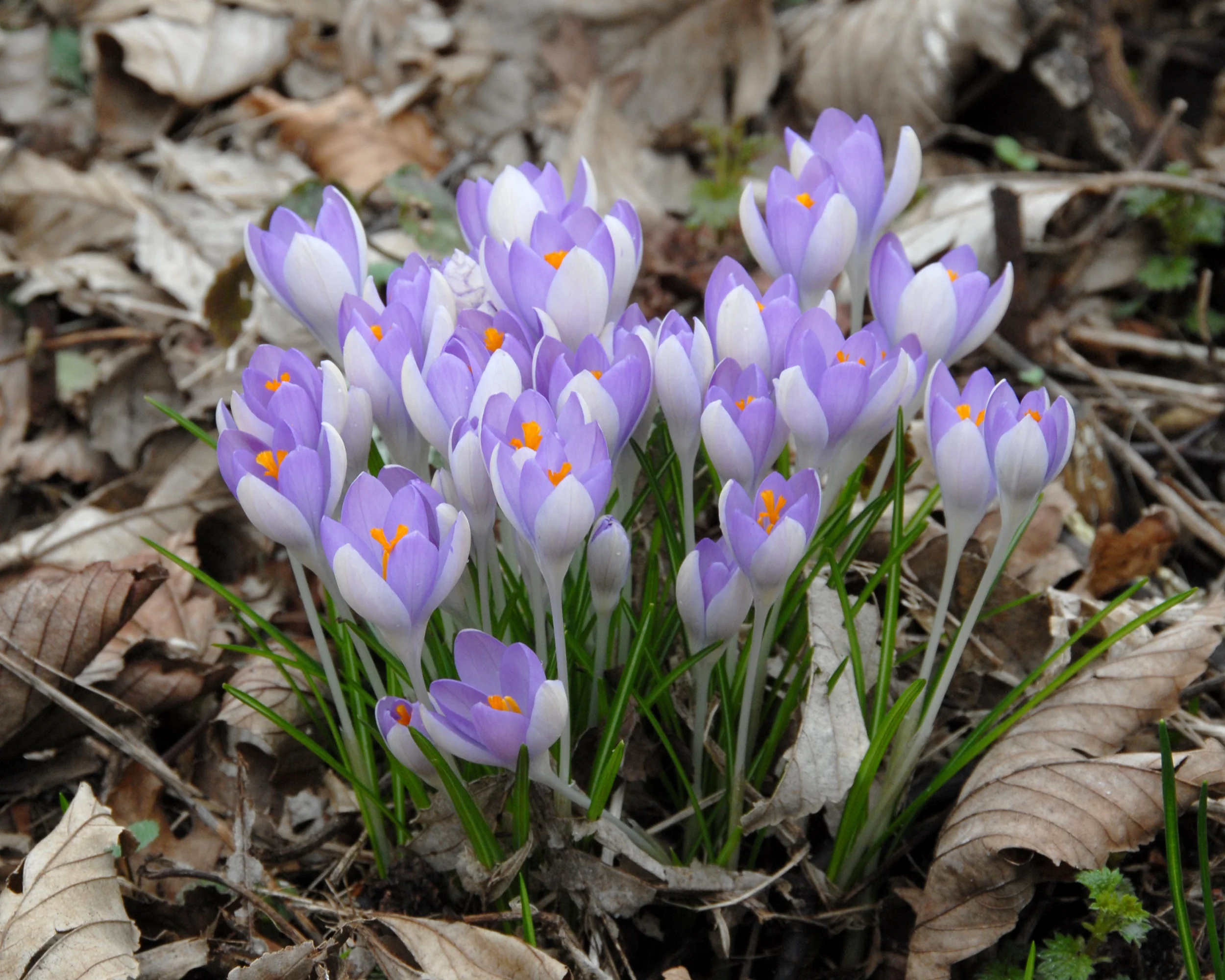 Crocus tommasinianus - Image 6