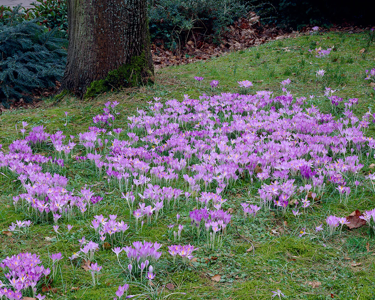 Crocus tommasinianus - Image 7