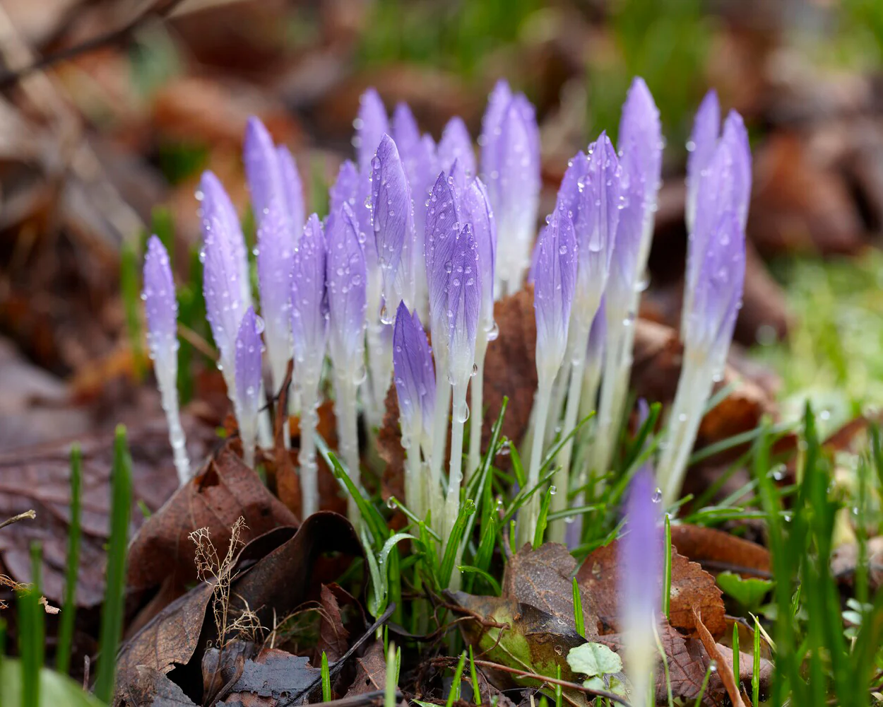 Crocus tommasinianus - Image 9