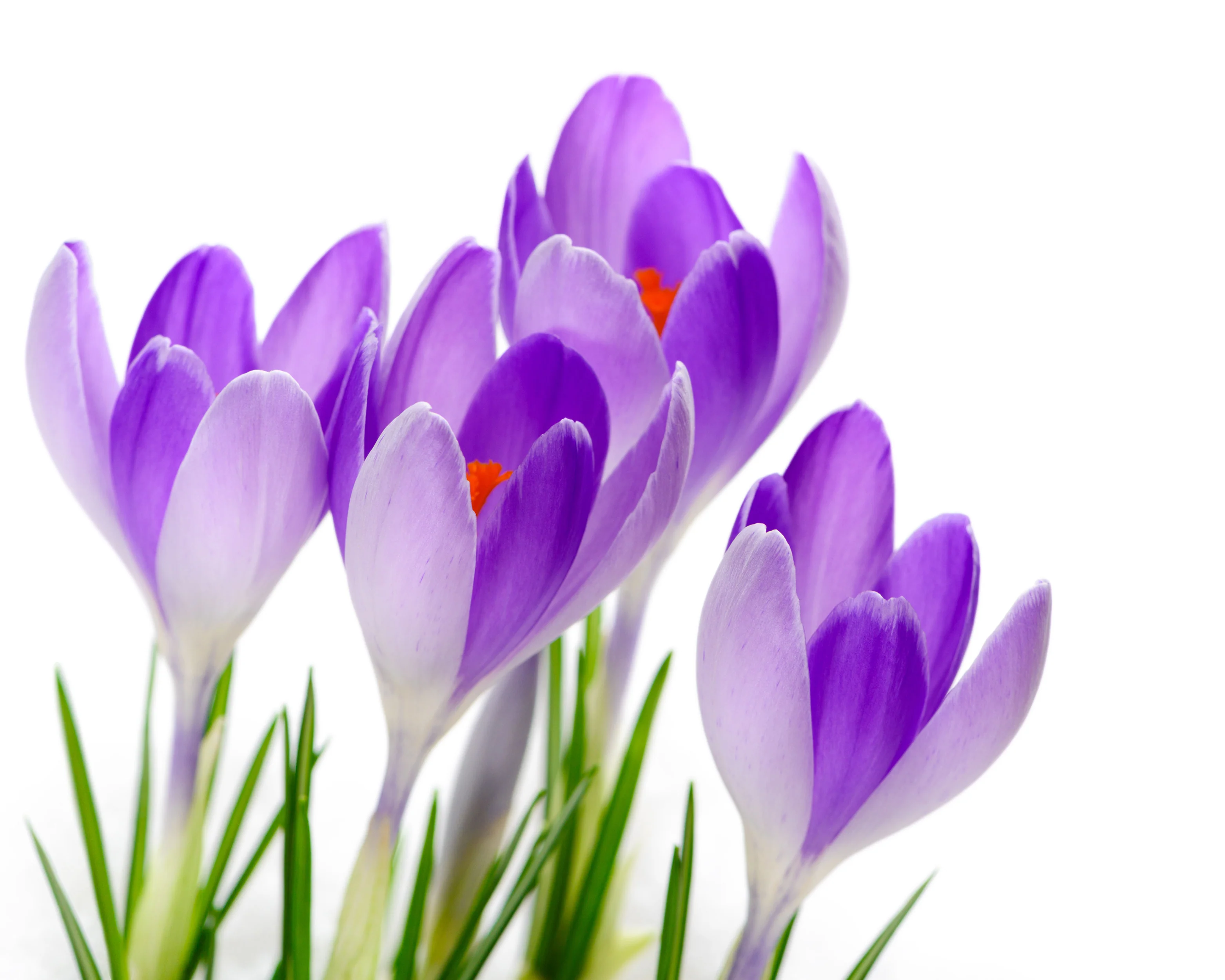 Crocus 'Vanguard' - Image 12
