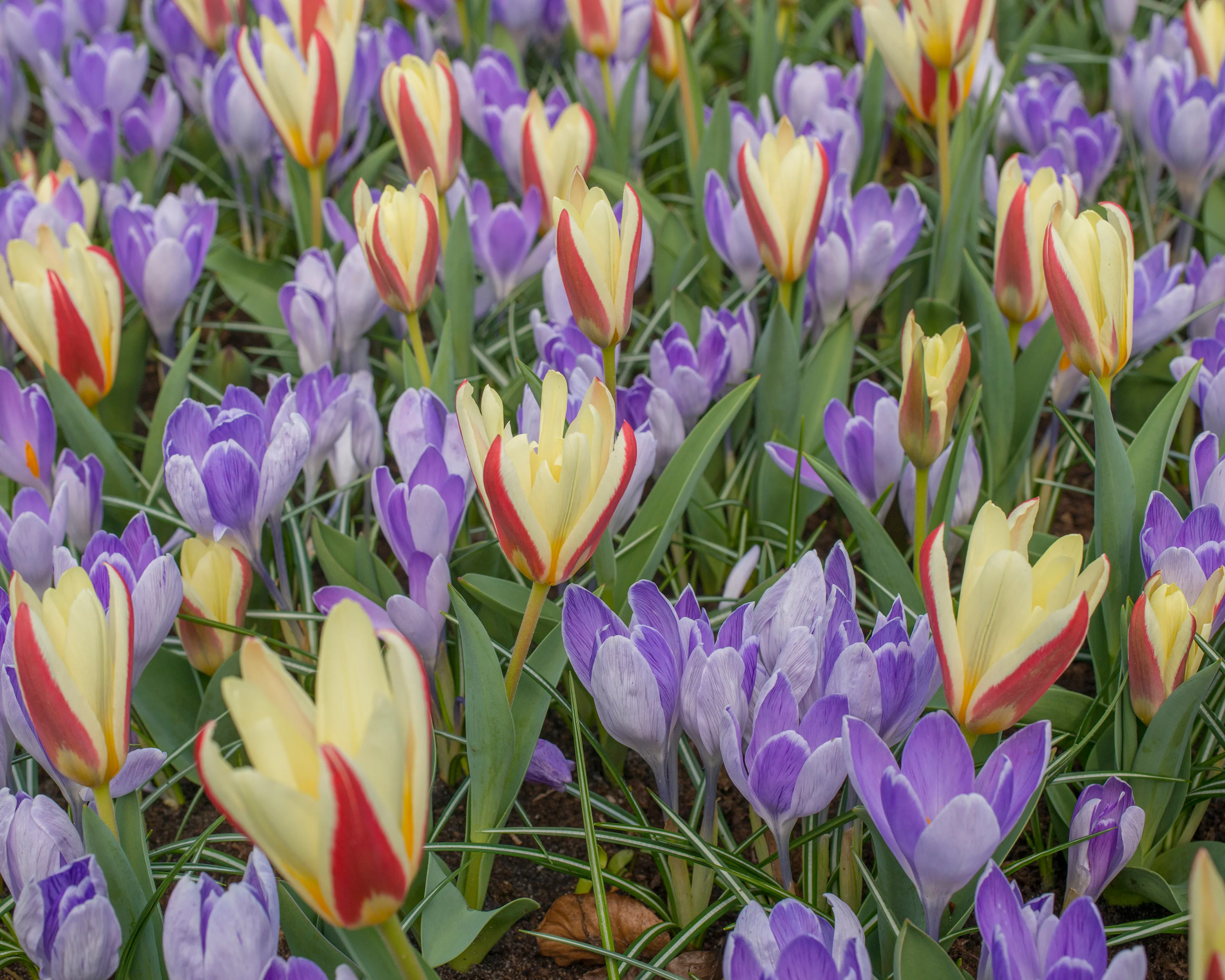 Crocus 'Vanguard' - Image 13