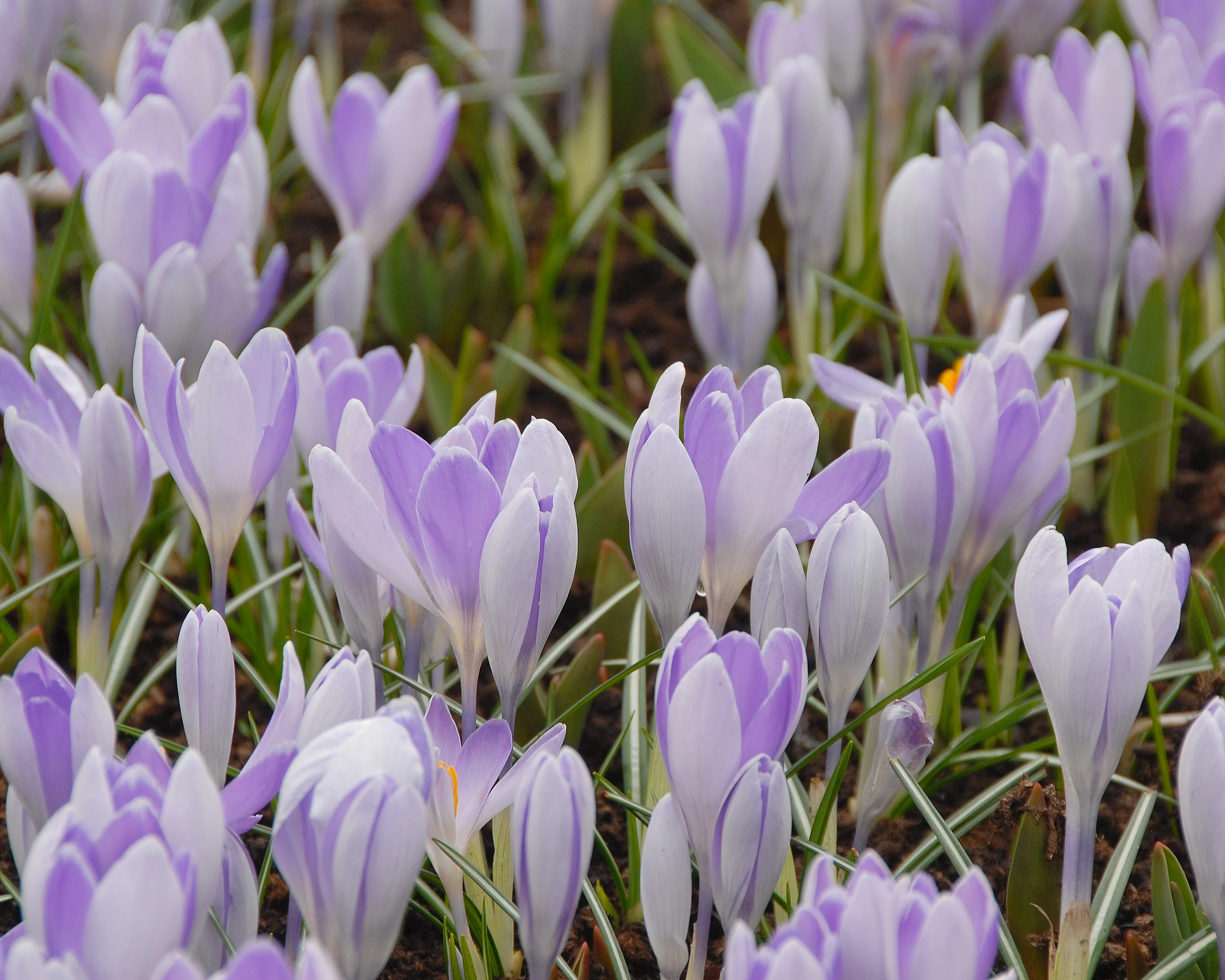Crocus 'Vanguard' - Image 14