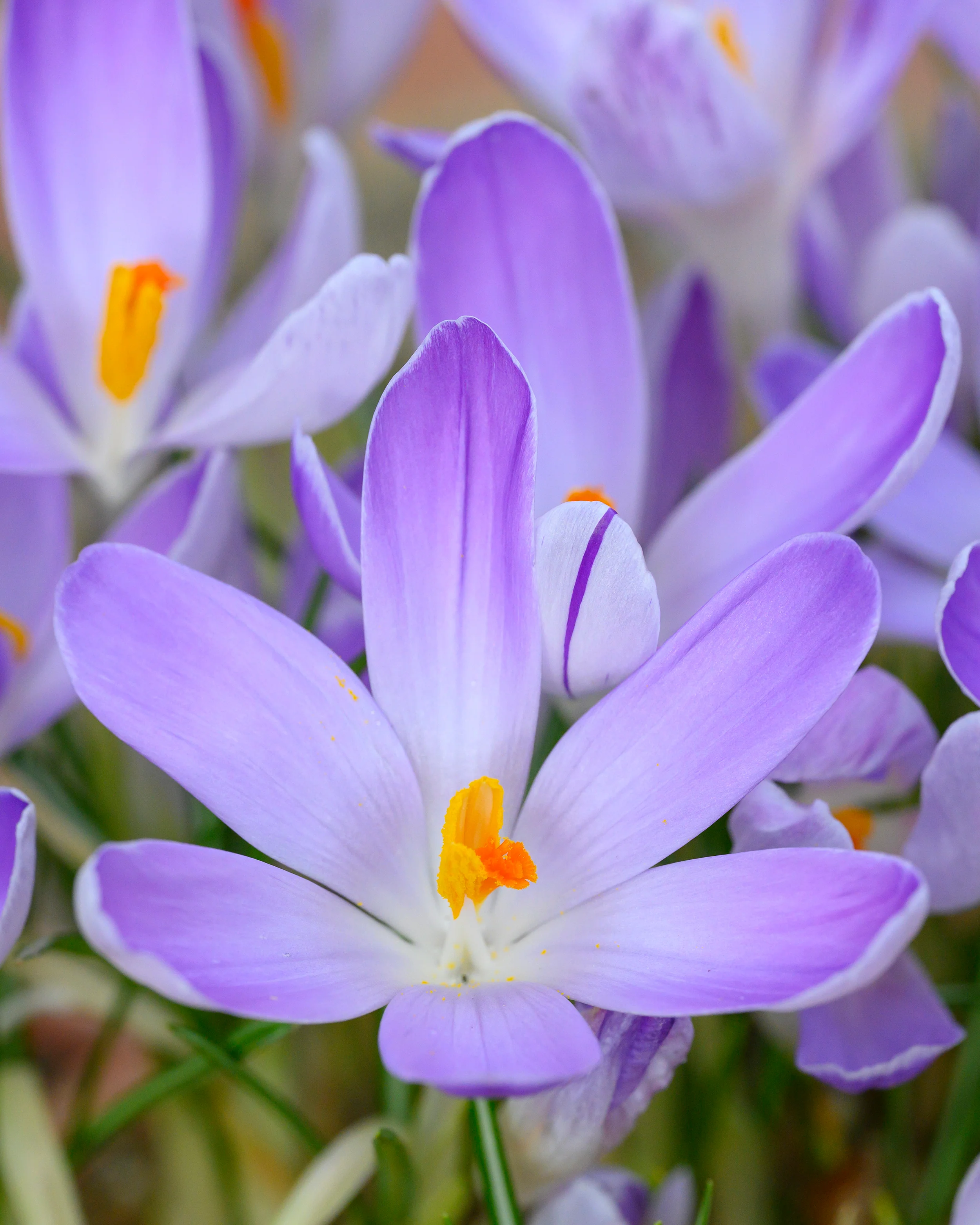 Crocus 'Vanguard' - Image 15
