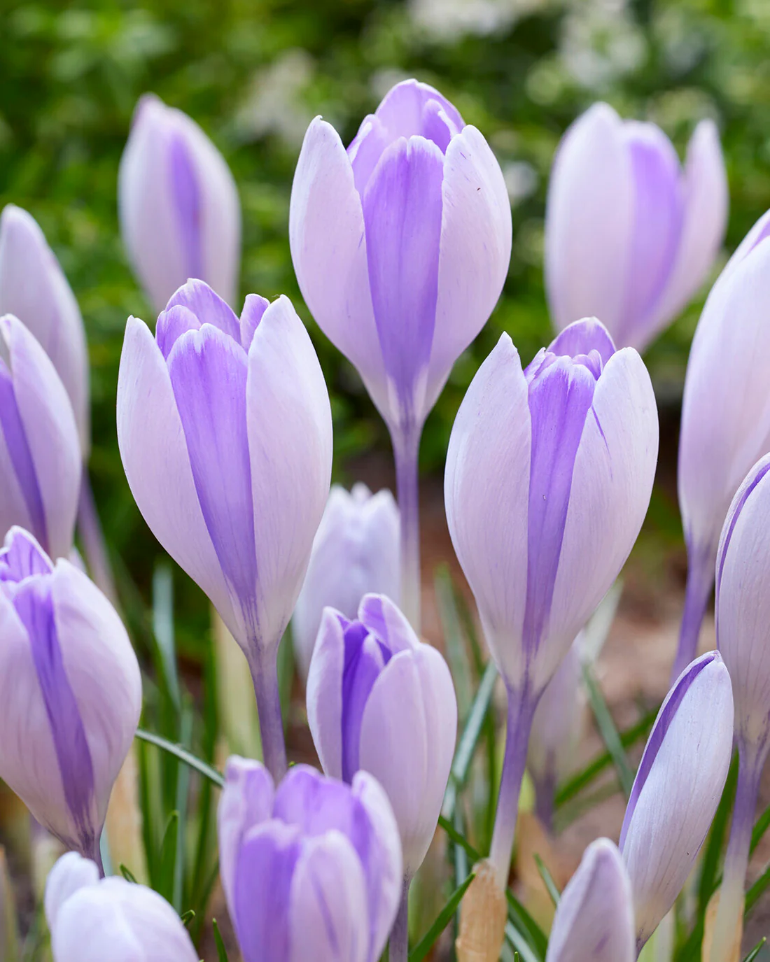 Crocus 'Vanguard' - Image 3