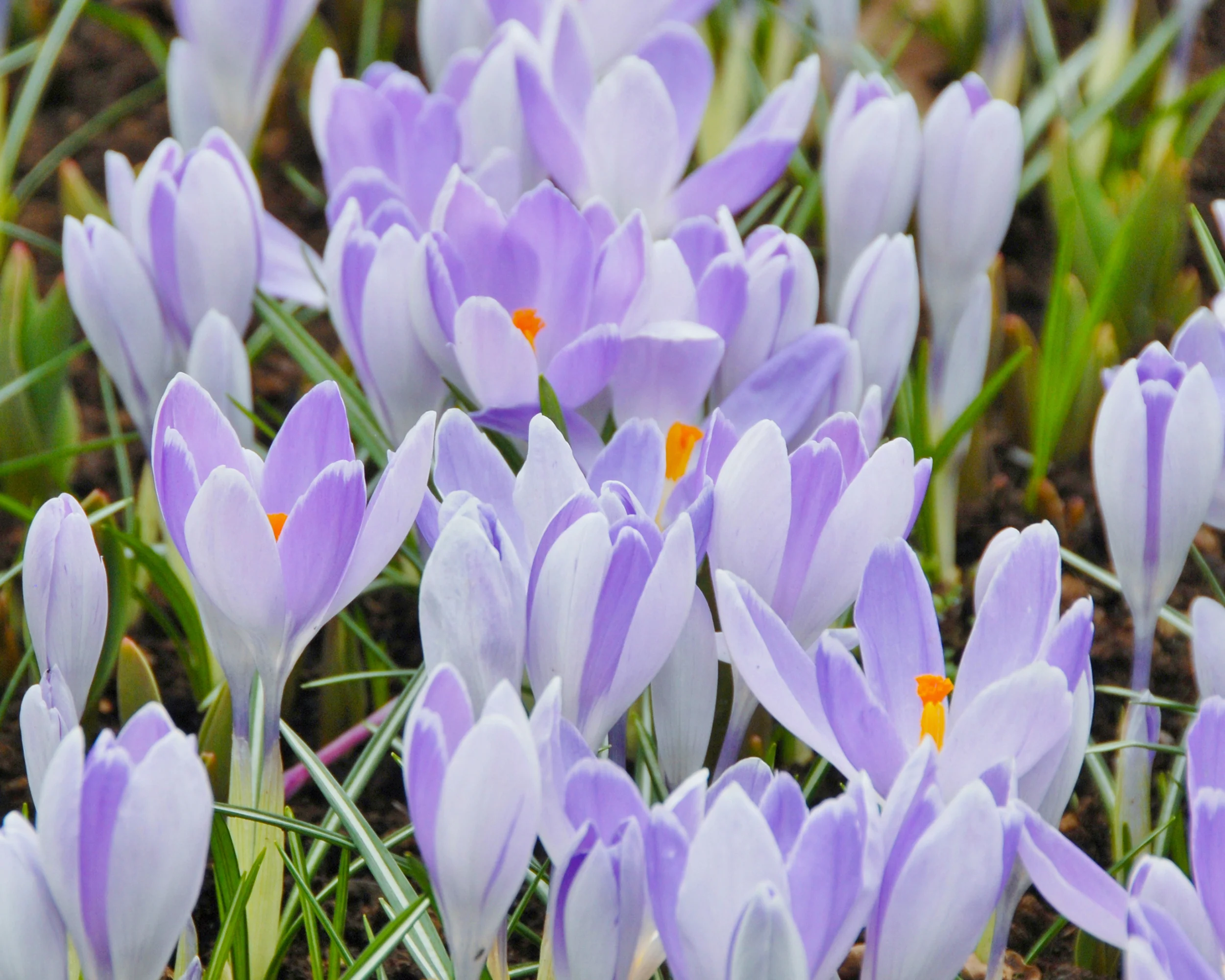 Crocus 'Vanguard' - Image 5