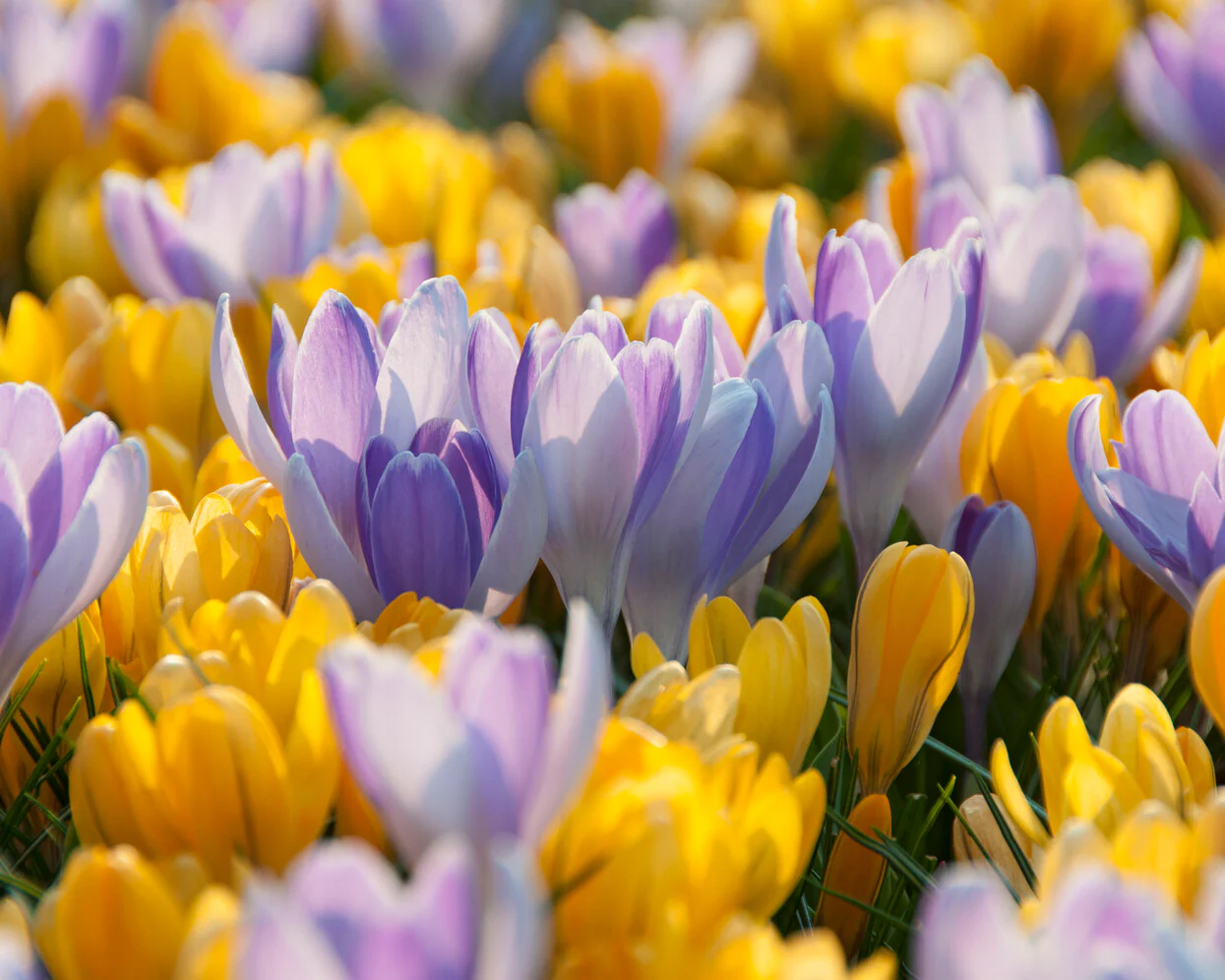 Crocus 'Vanguard' - Image 7