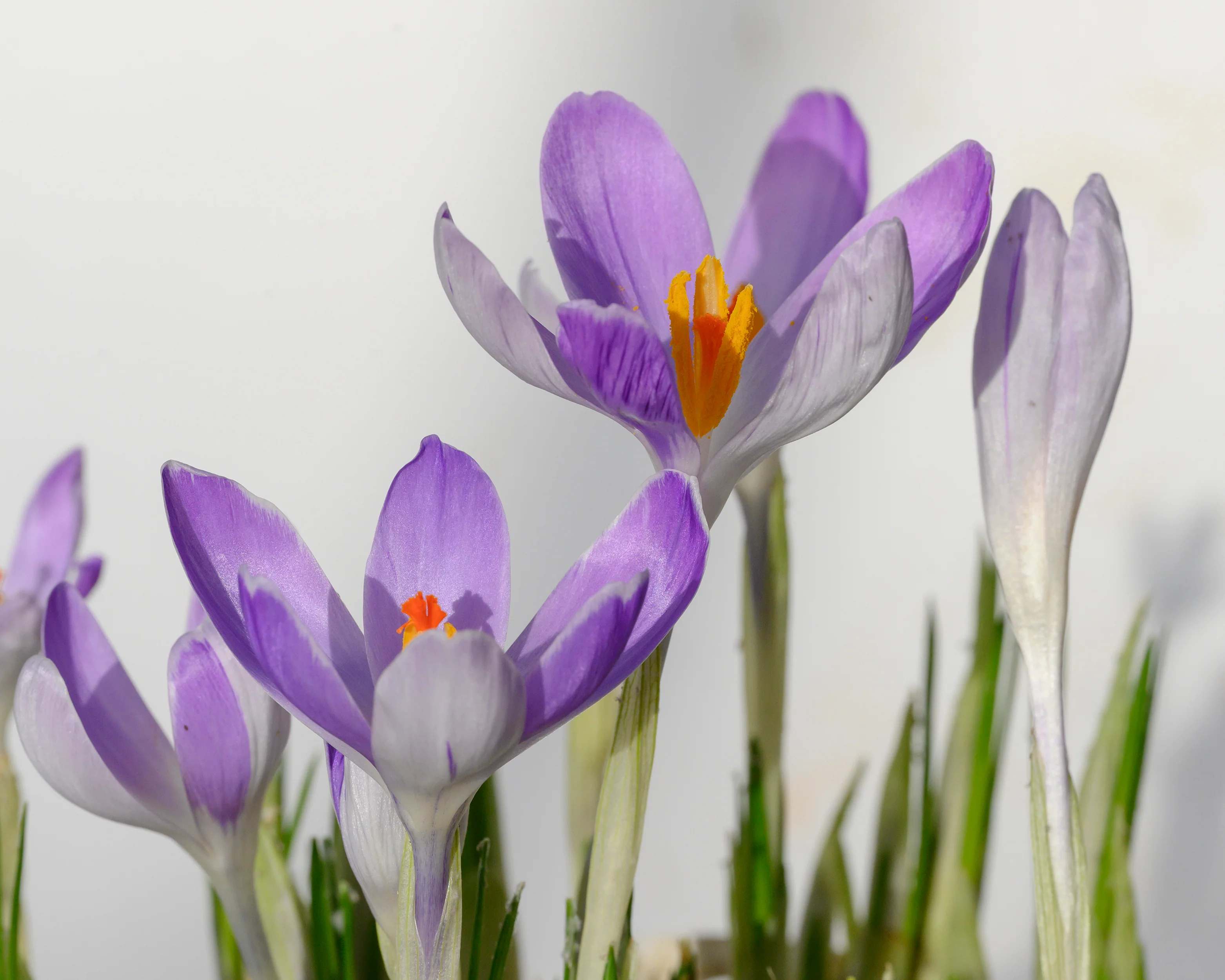 Crocus 'Vanguard' - Image 9