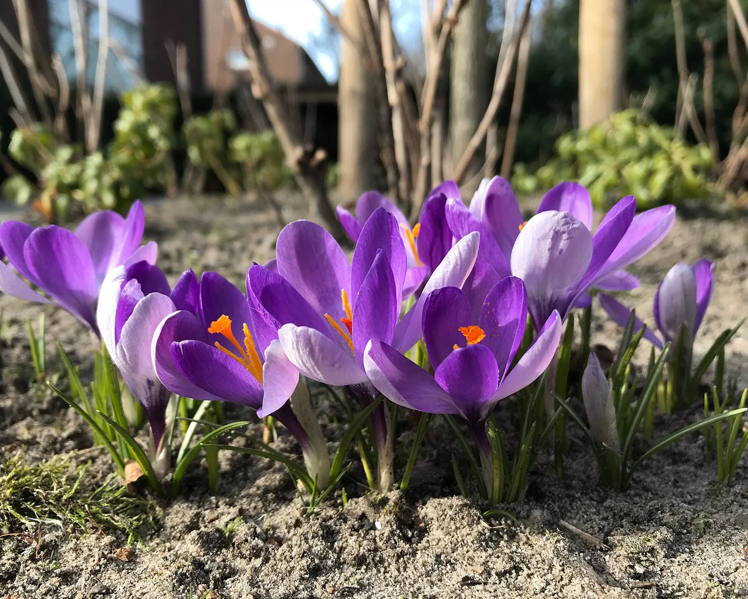 Crocus 'Yalta' - Image 3