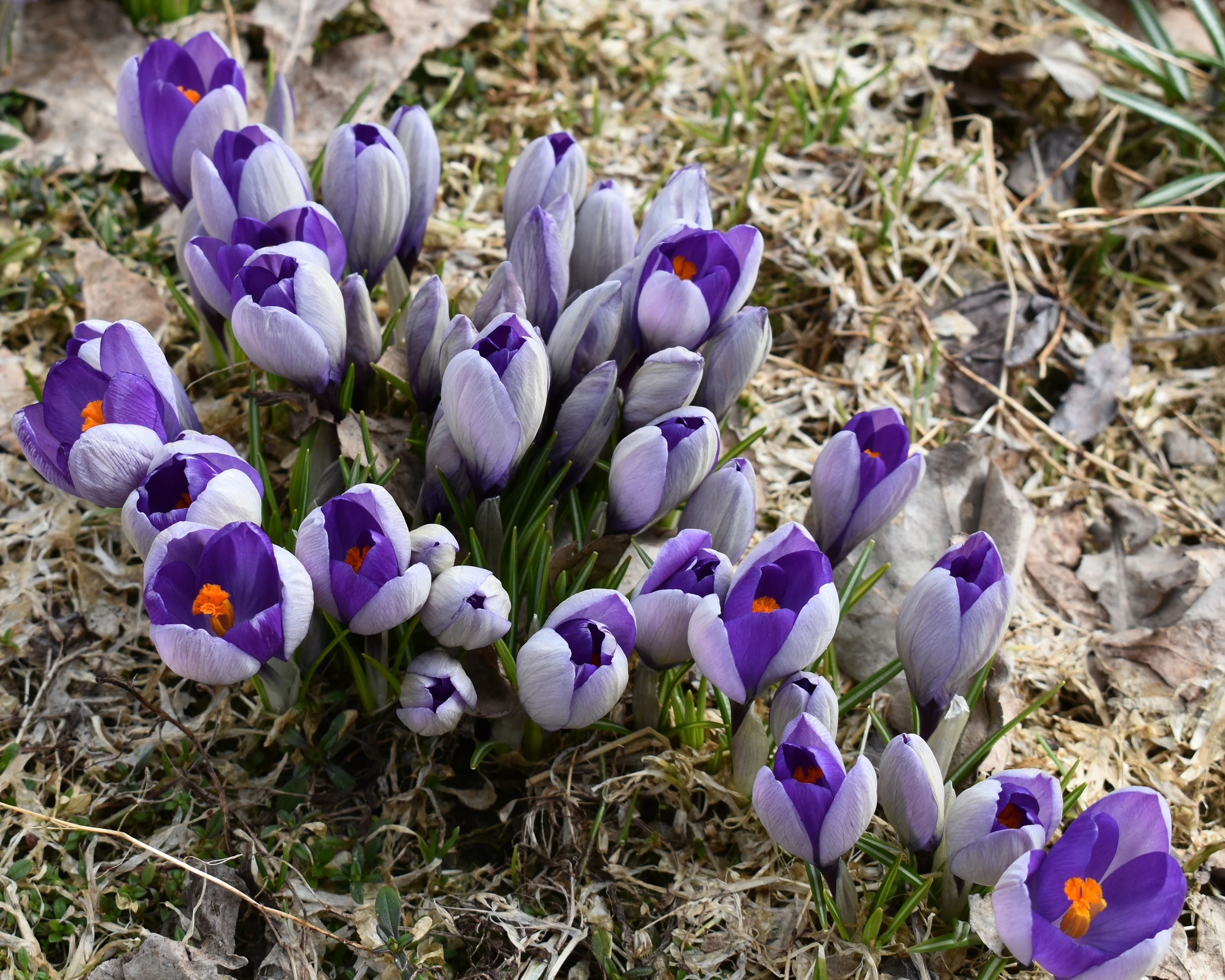 Crocus 'Yalta' - Image 5