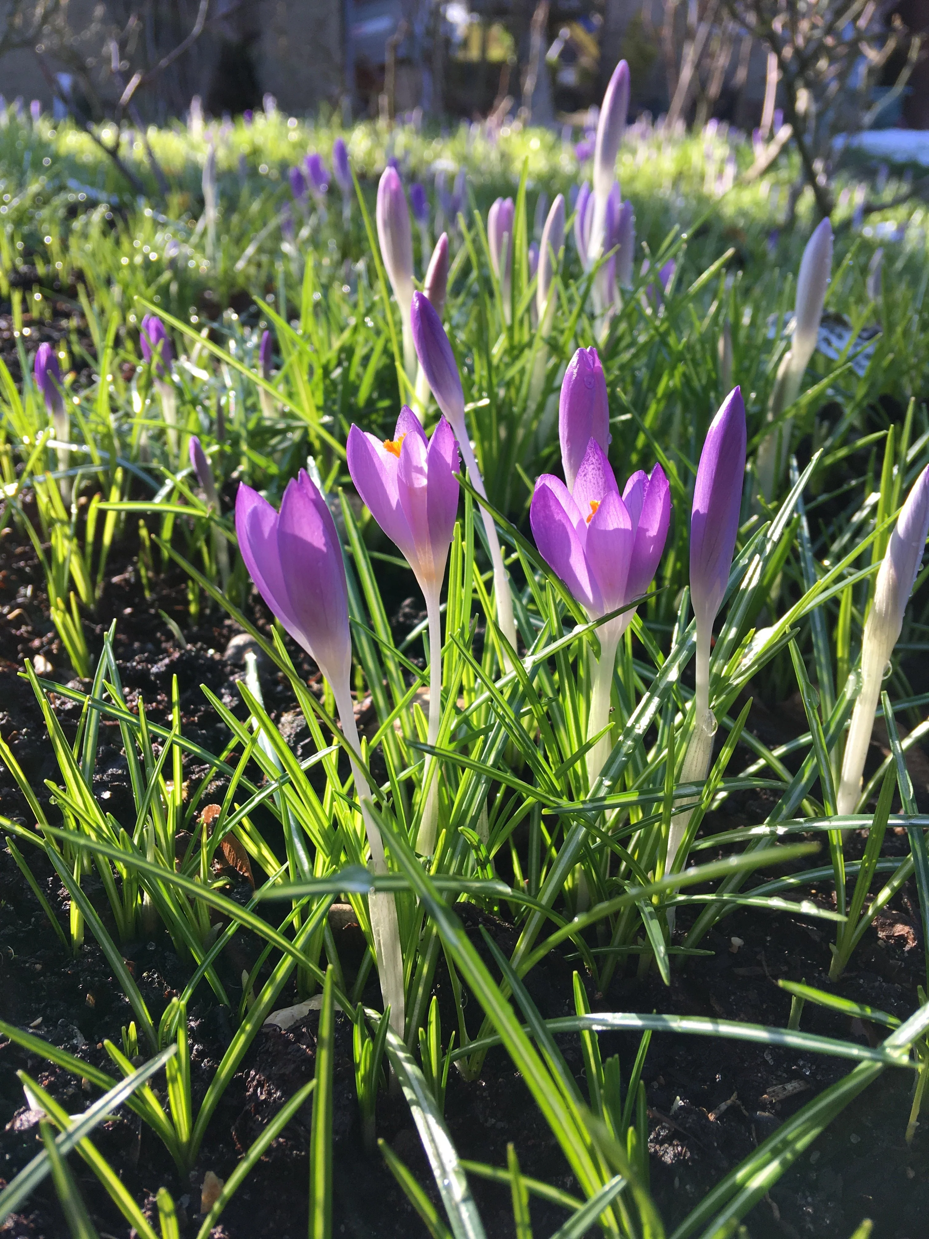 Crocus 'Yalta' - Image 9
