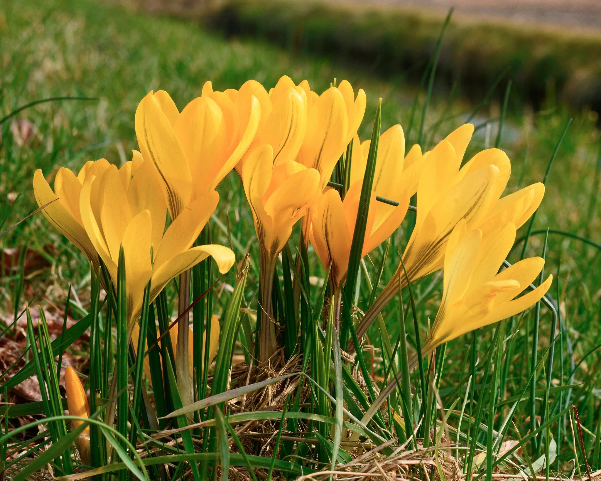 Crocus 'Yellow' - Image 4