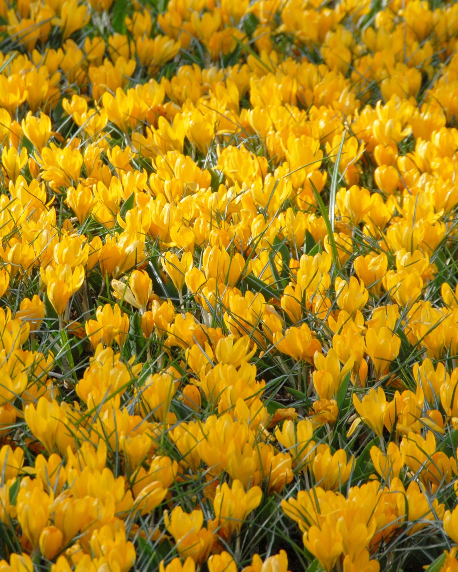 Crocus 'Yellow' - Image 5