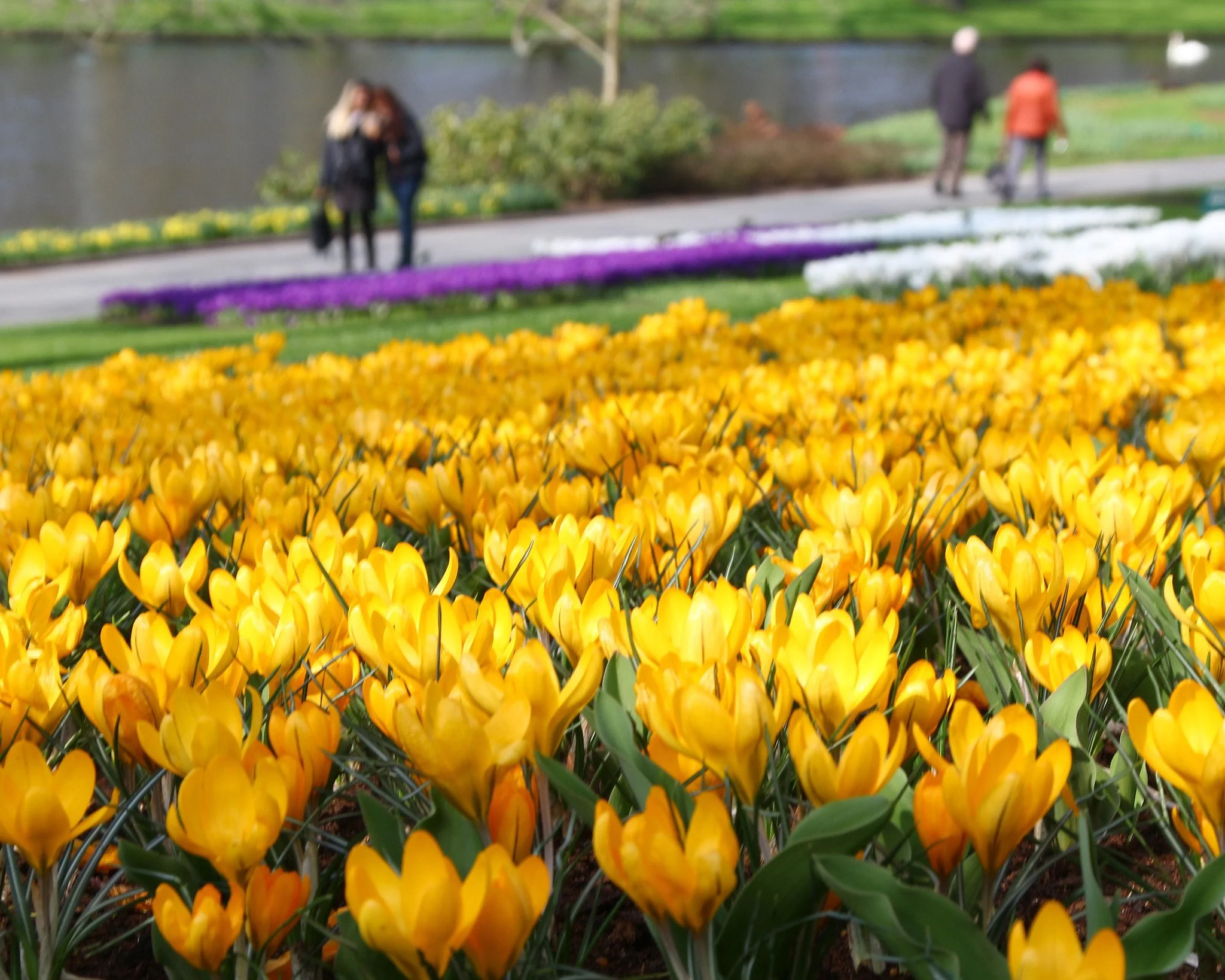 Crocus 'Yellow' - Image 7