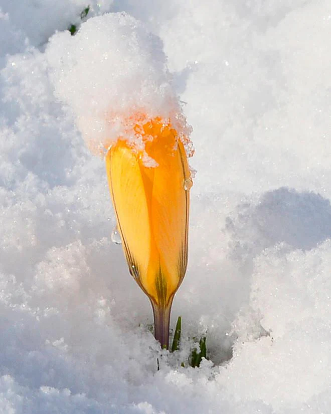 Crocus 'Yellow' - Image 8