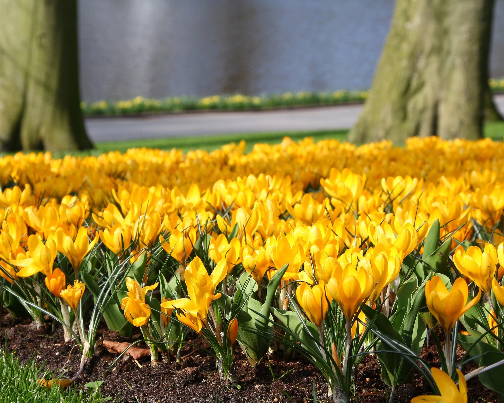 Crocus 'Yellow' - Image 9