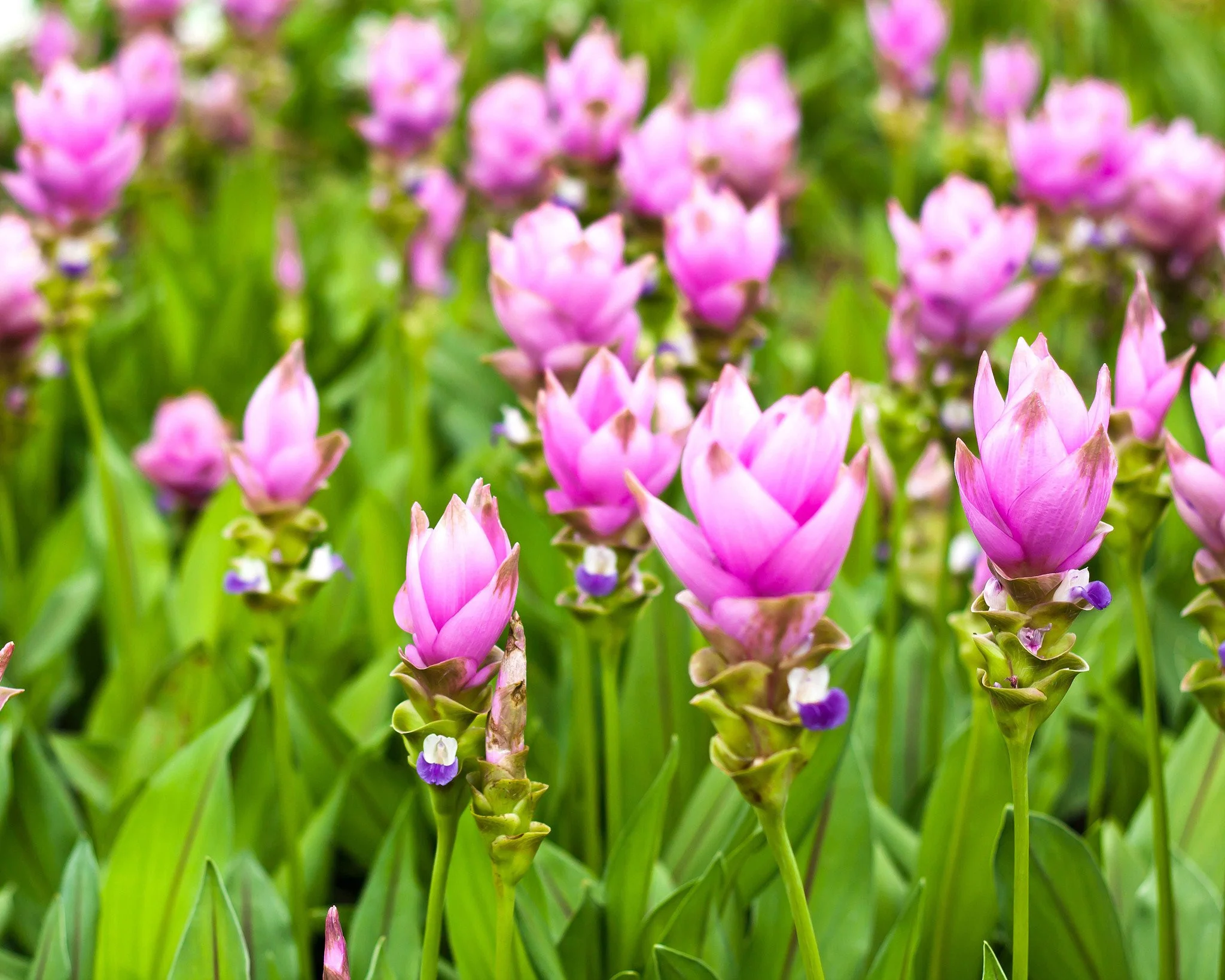 Curcuma alismatifolia Pink - Image 3