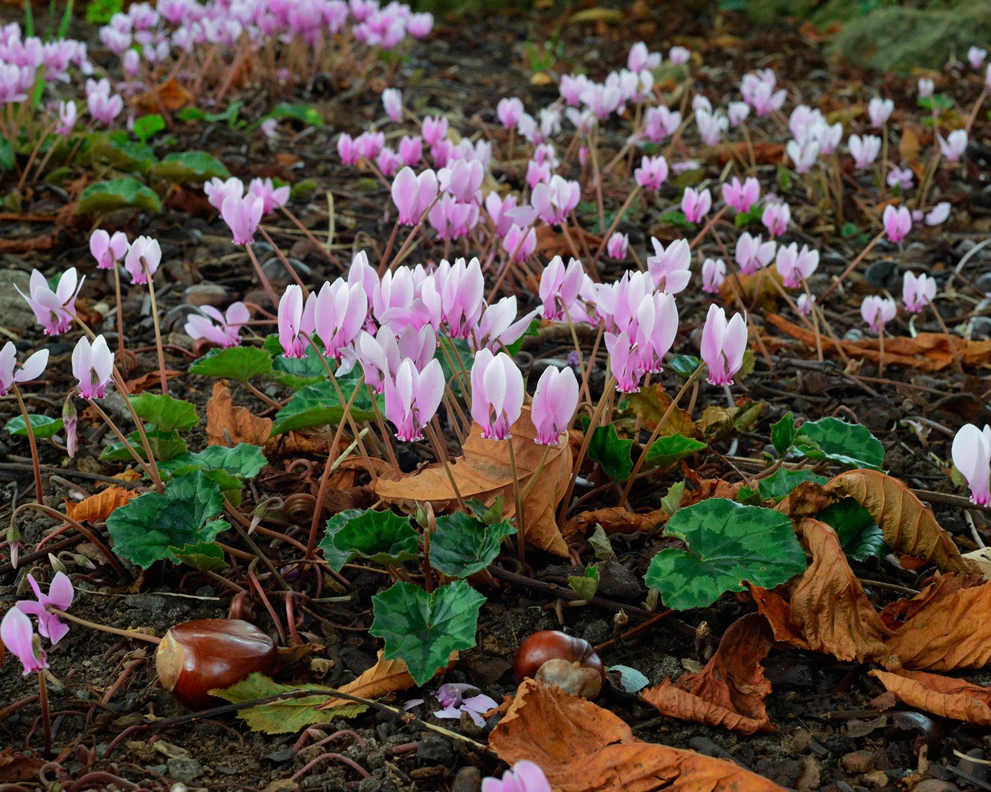 Cyclamen hederifolium - Image 2