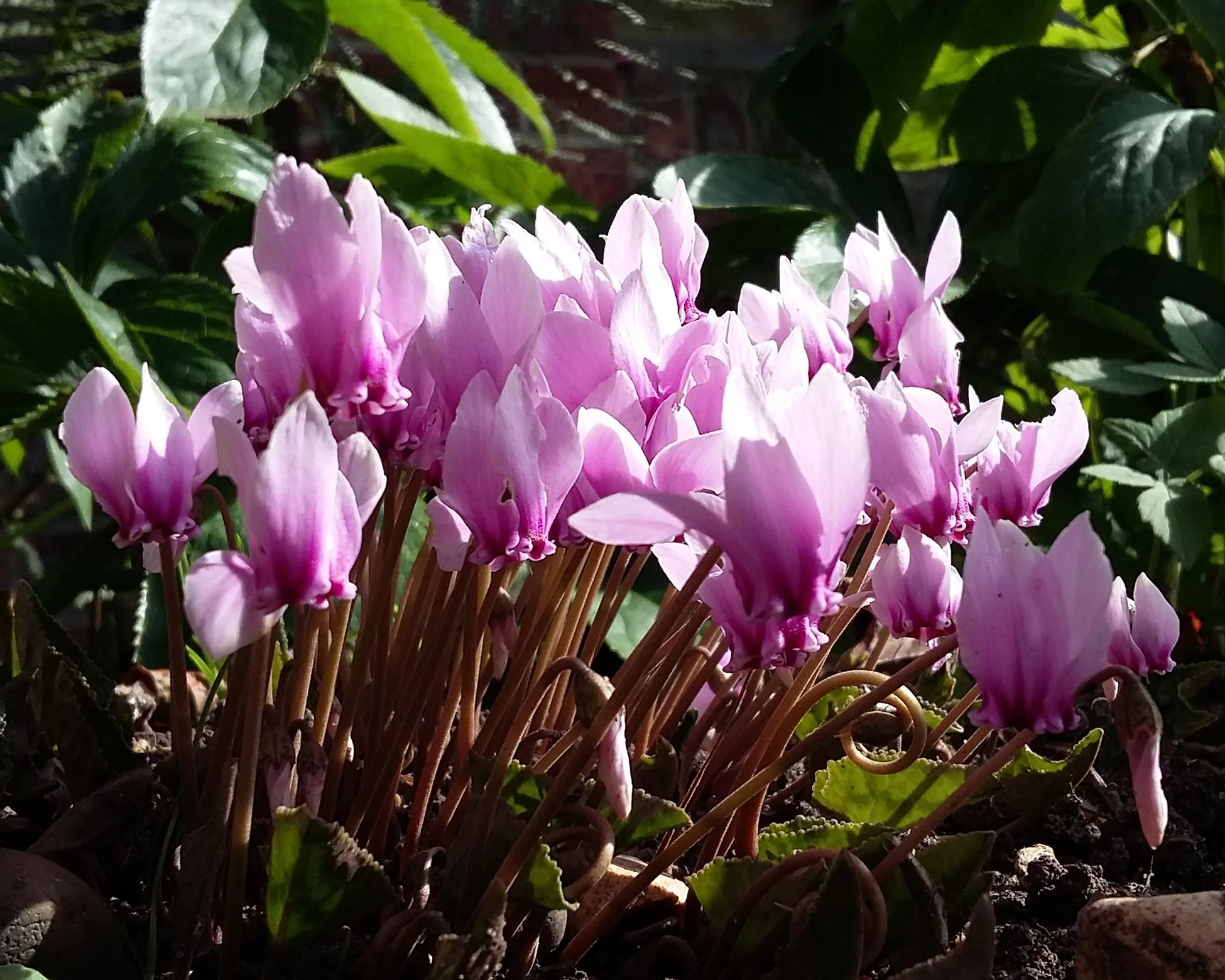 Cyclamen hederifolium - Image 3