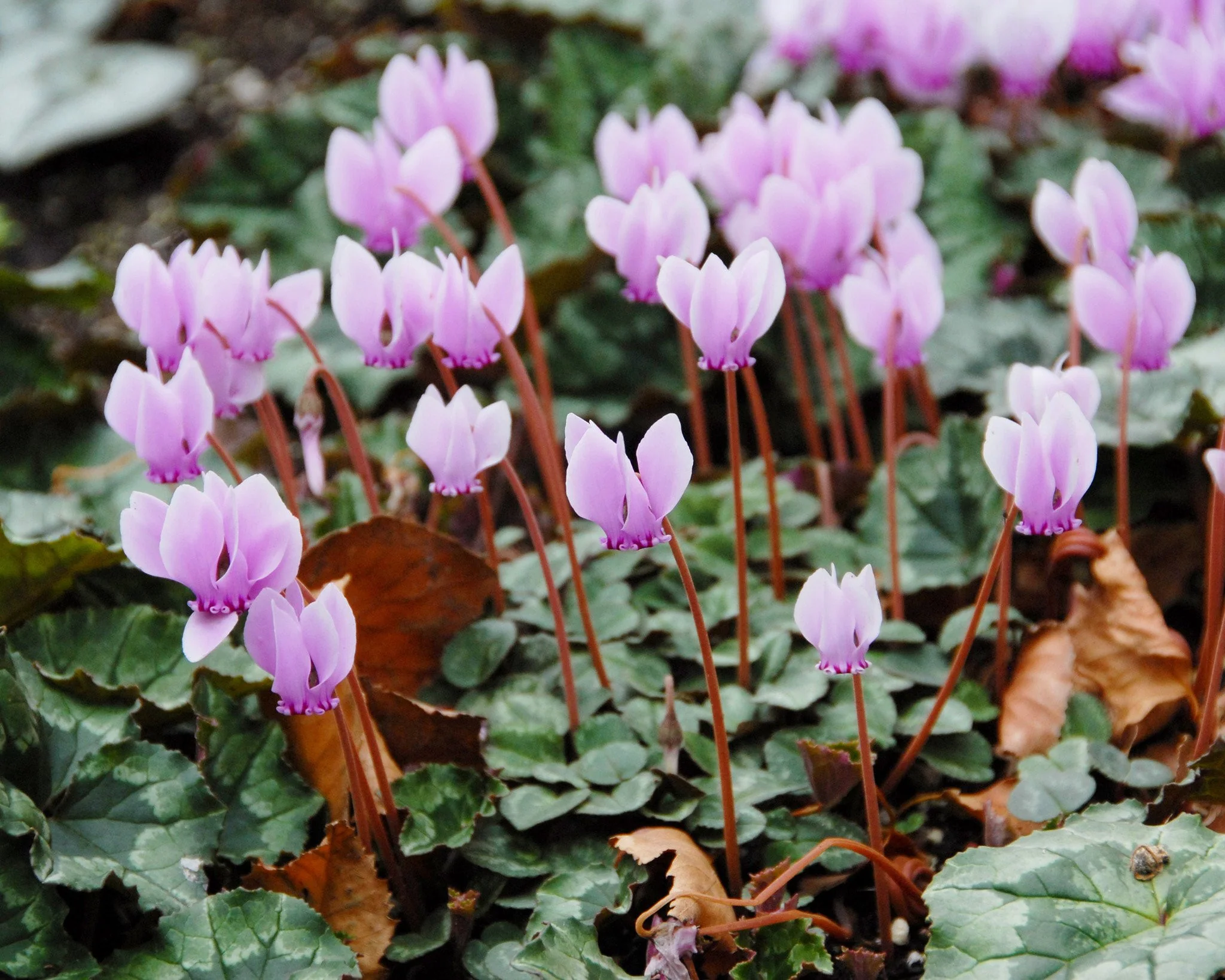 Cyclamen hederifolium - Image 4