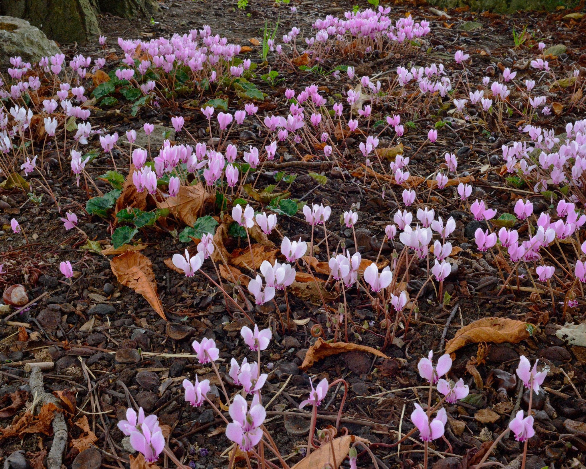Cyclamen hederifolium - Image 5