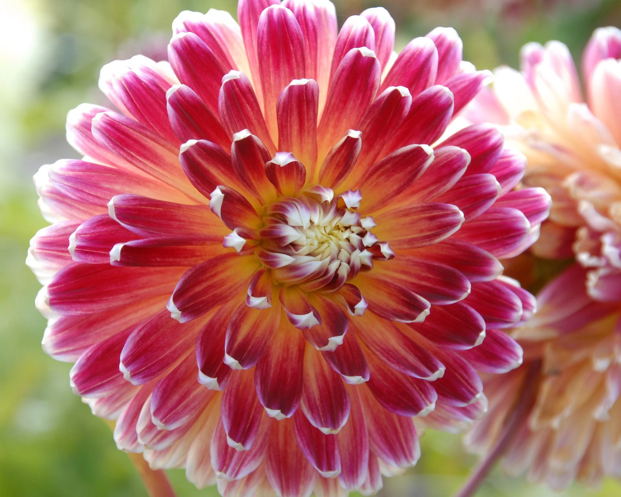Dahlia 'Akita' - Image 4