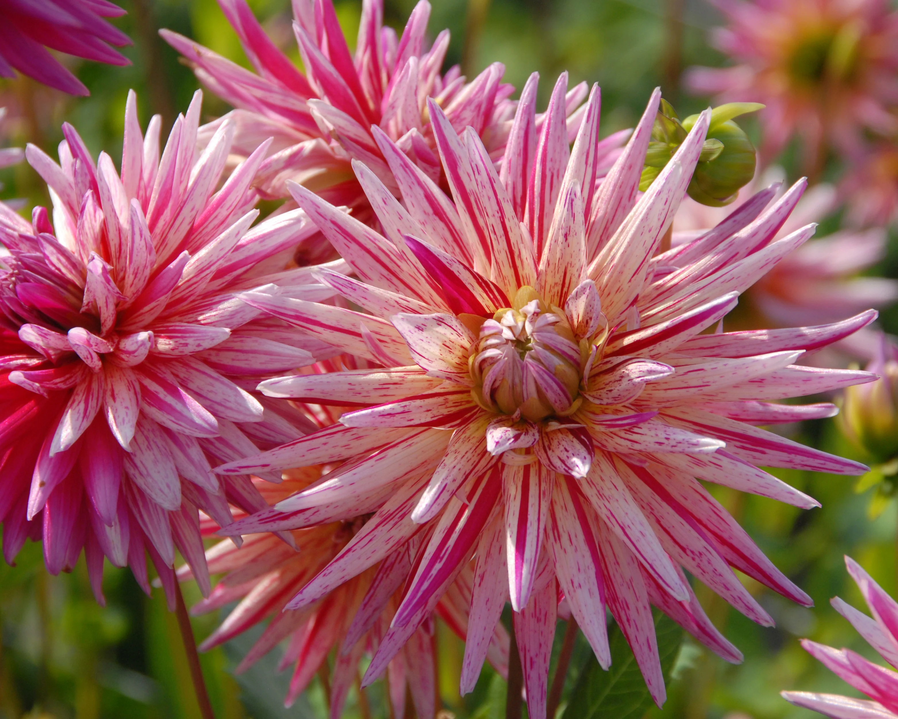 Dahlia 'Alain Mimoun' - Image 4