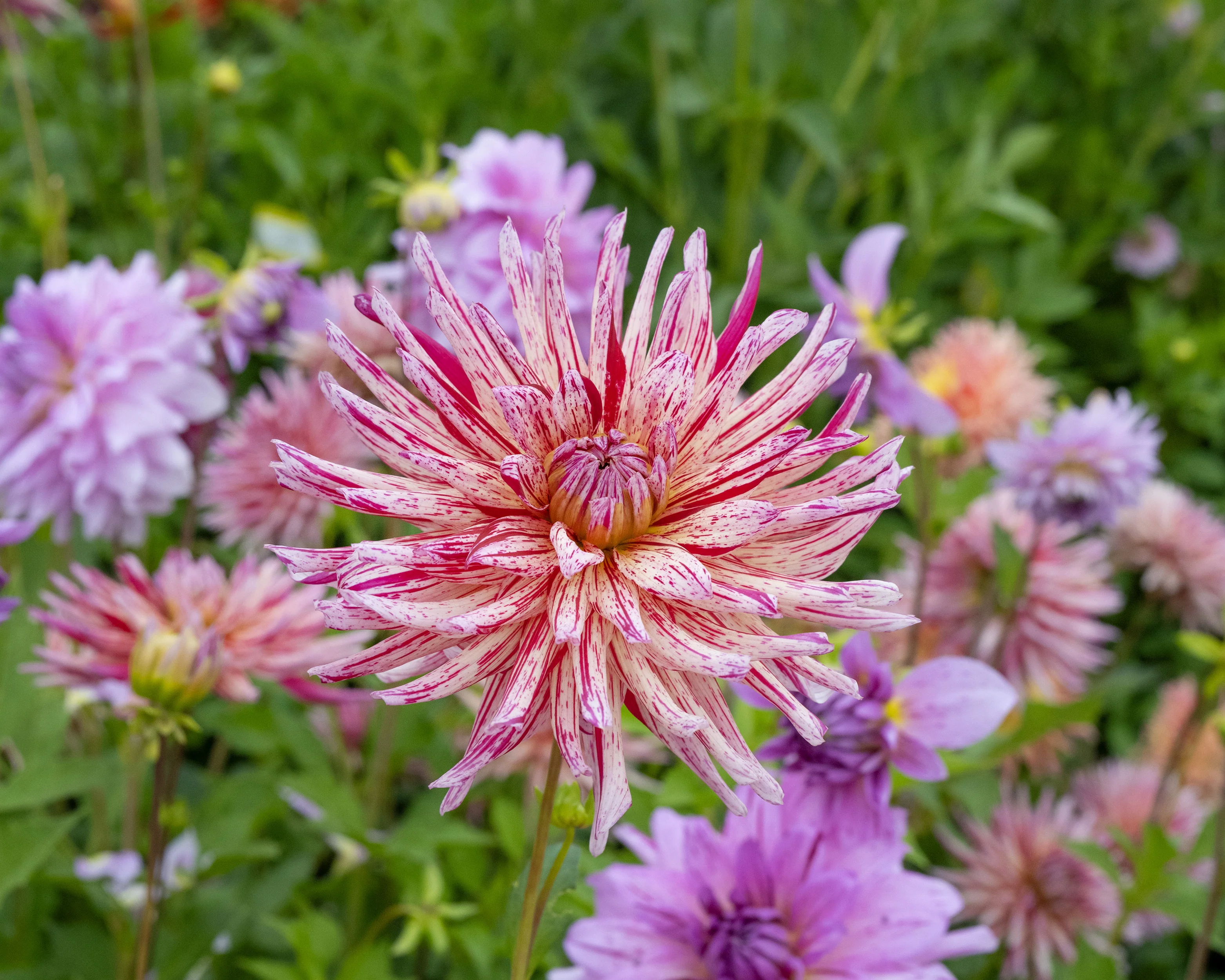 Dahlia 'Alain Mimoun' - Image 5