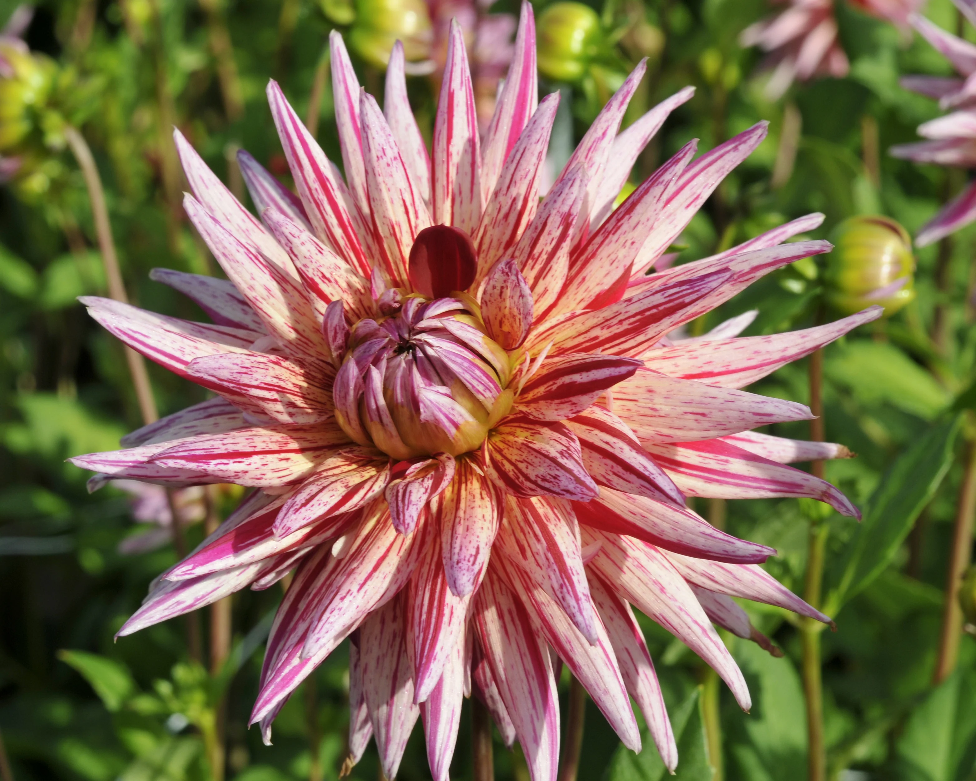 Dahlia 'Alain Mimoun' - Image 9