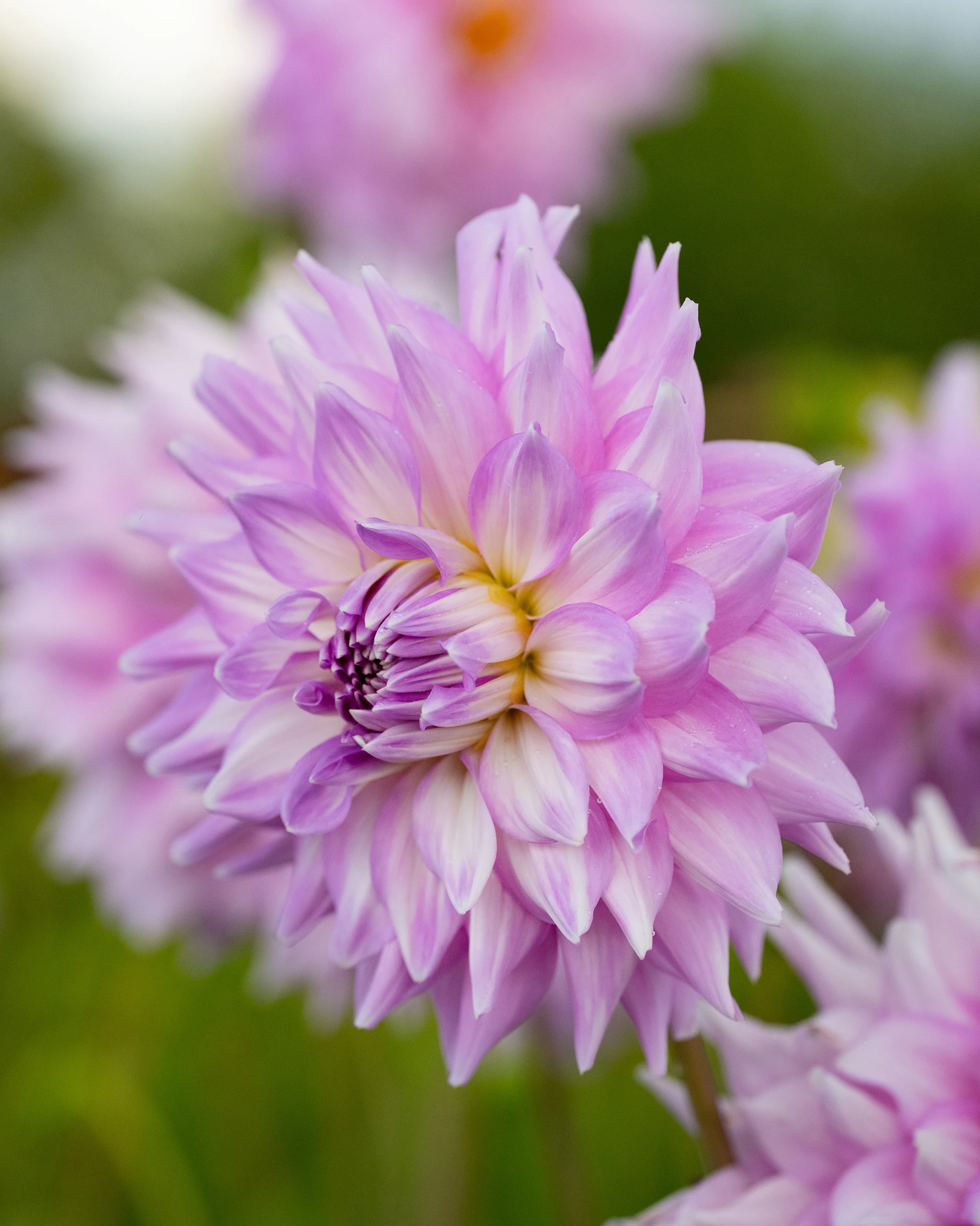 Dahlia 'Almand's Joy' - Image 3